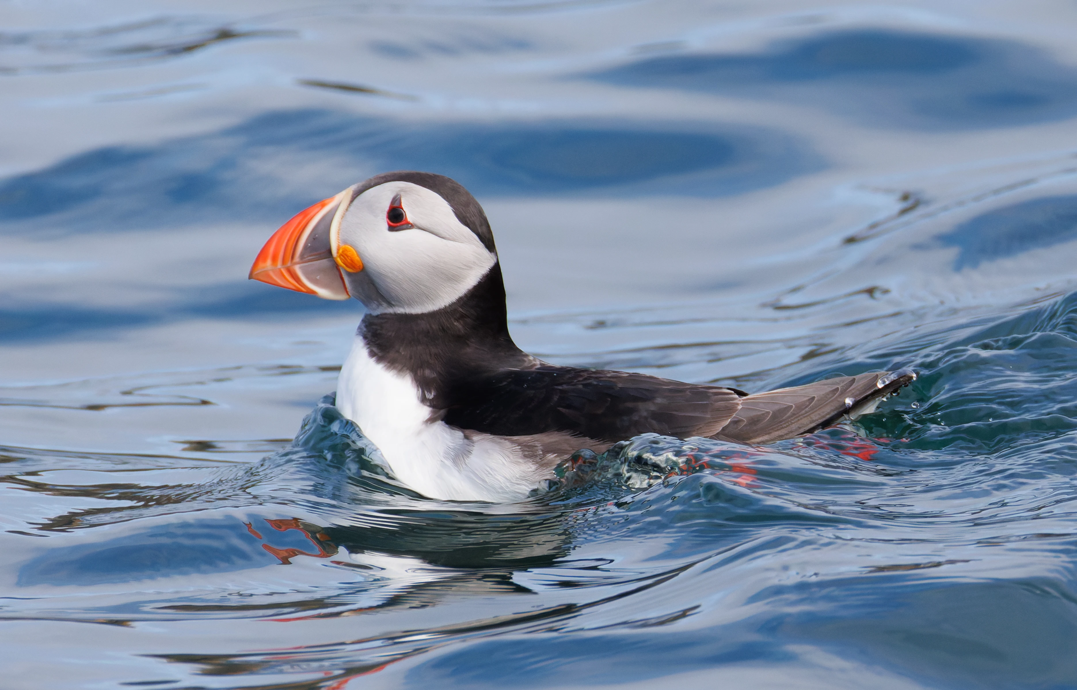 Puffin, Farne Islands, Seahouses, Northumberland, UK — photo by Orlando Prugel-Bennett