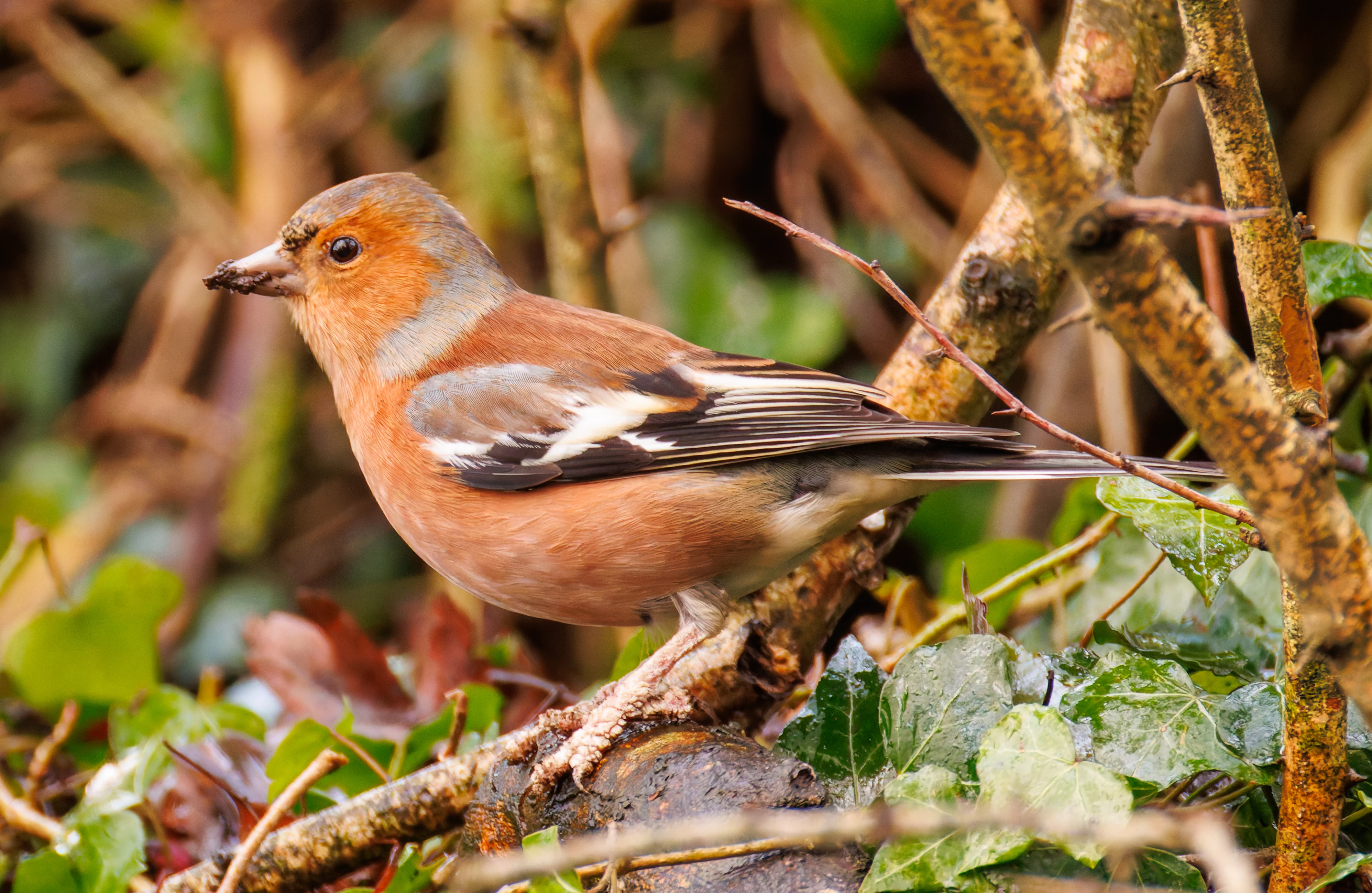 Chaffinch, Brockholes, UK — photo by Orlando Prugel-Bennett