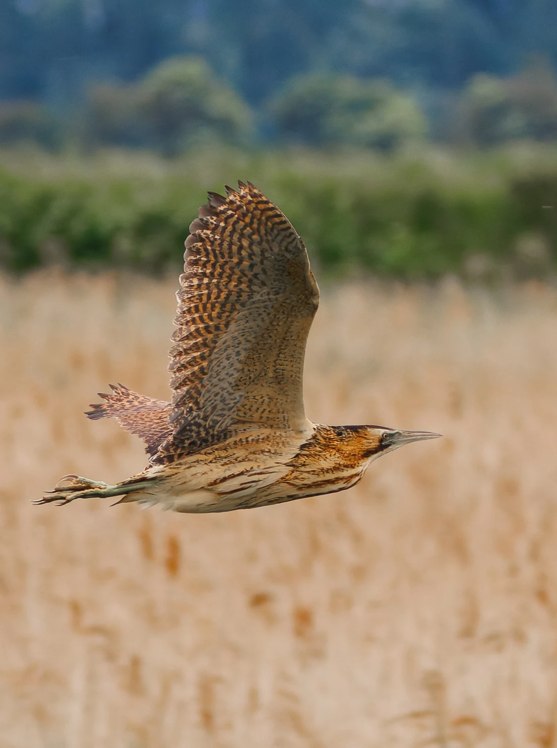Bittern, Ouse Fen, Willingham, Cambridgeshire, UK — photo by Orlando Prugel-Bennett