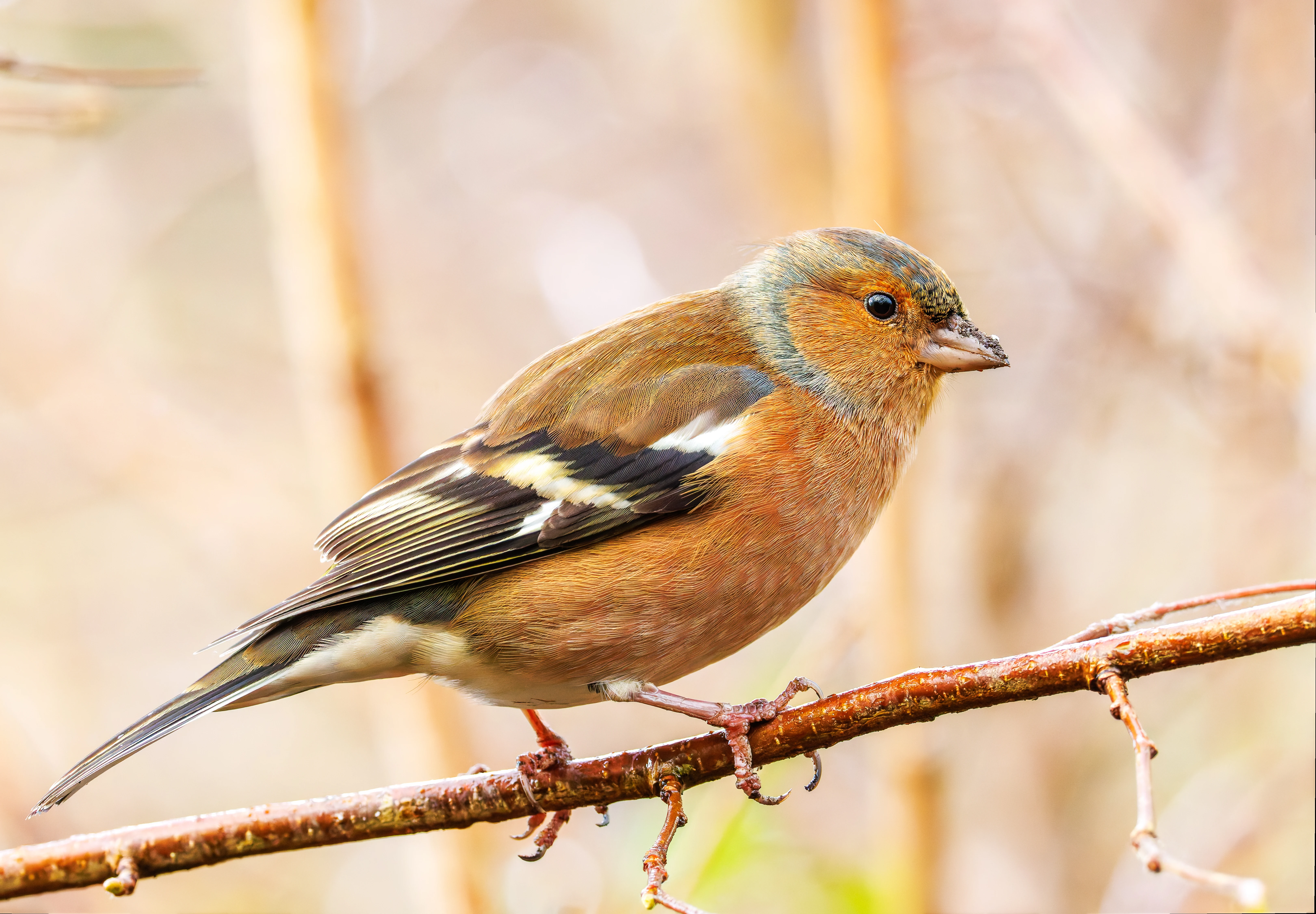 Chaffinch, Brockholes, UK — photo by Orlando Prugel-Bennett