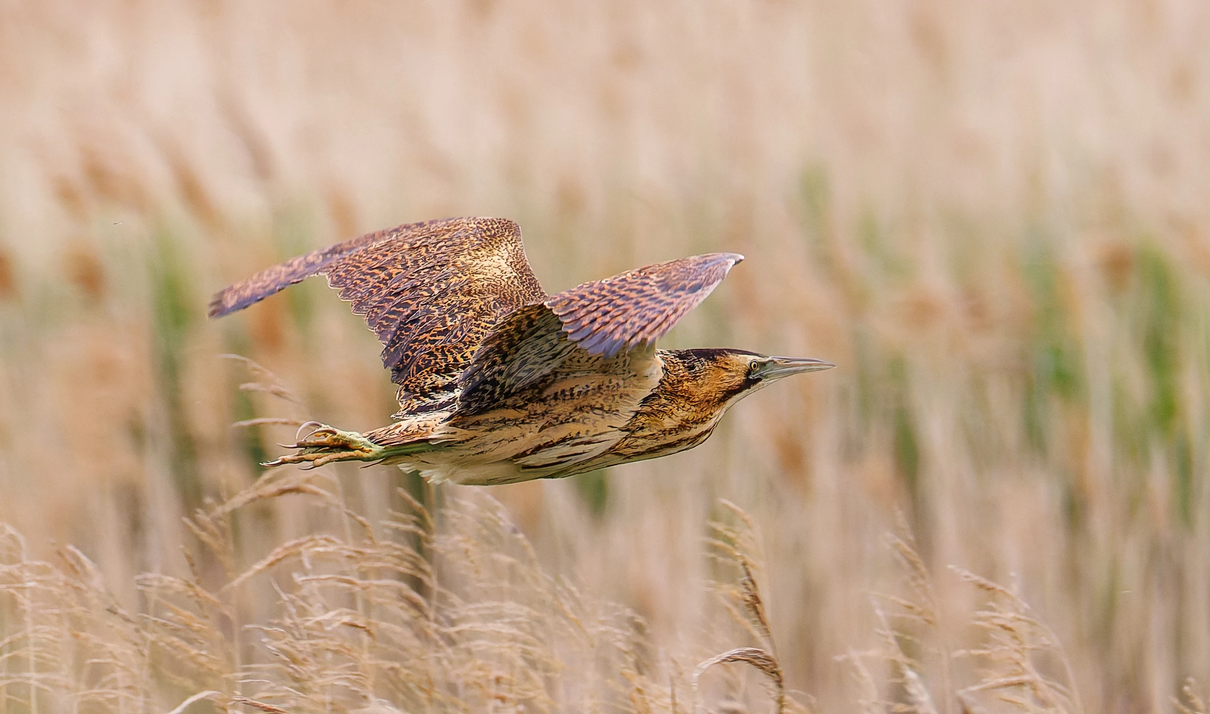 Bittern, Ouse Fen, Willingham, Cambridgeshire, UK — photo by Orlando Prugel-Bennett