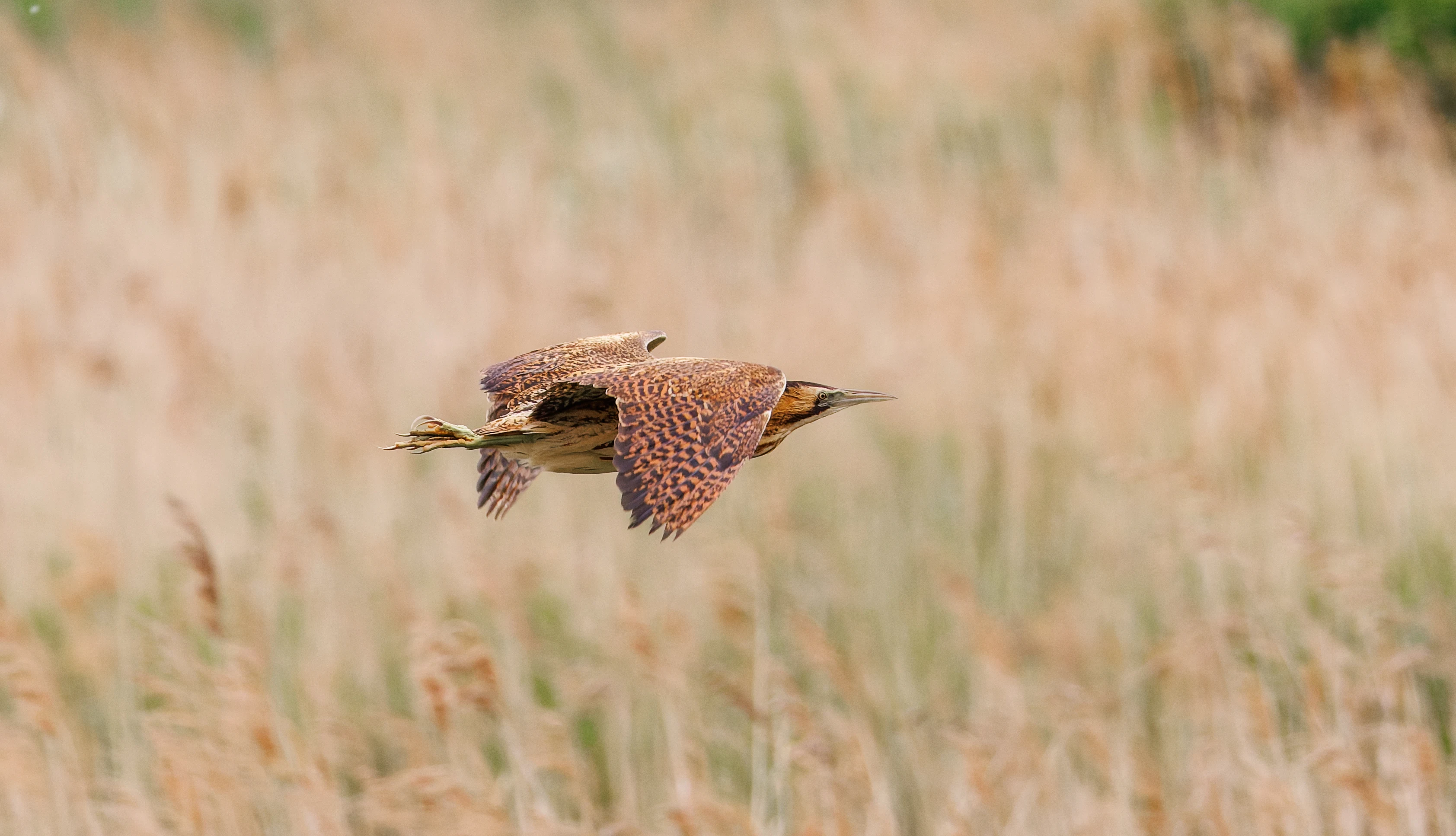 Bittern, Ouse Fen, Willingham, Cambridgeshire, UK — photo by Orlando Prugel-Bennett