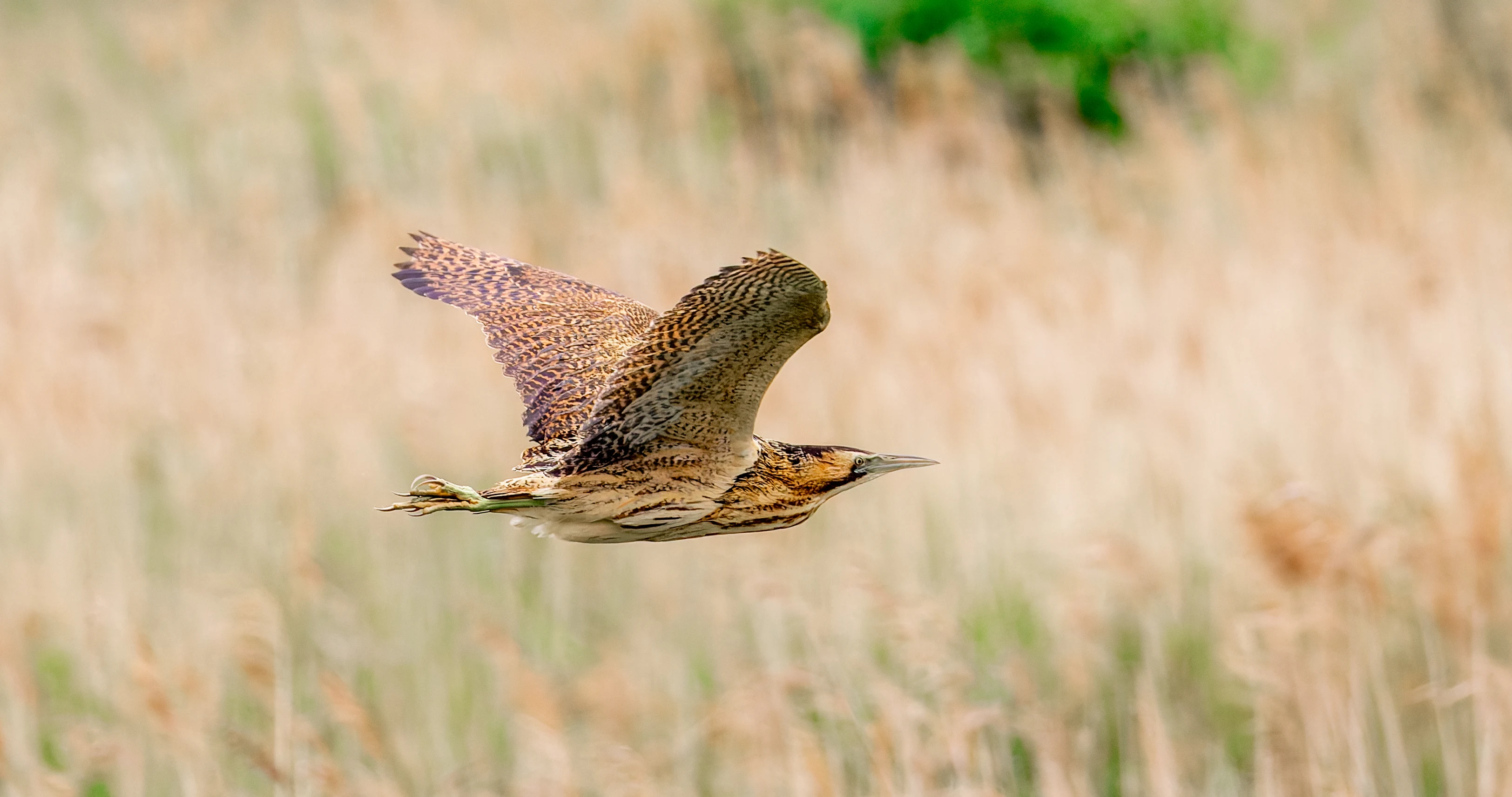 Bittern, Ouse Fen, Willingham, Cambridgeshire, UK — photo by Orlando Prugel-Bennett