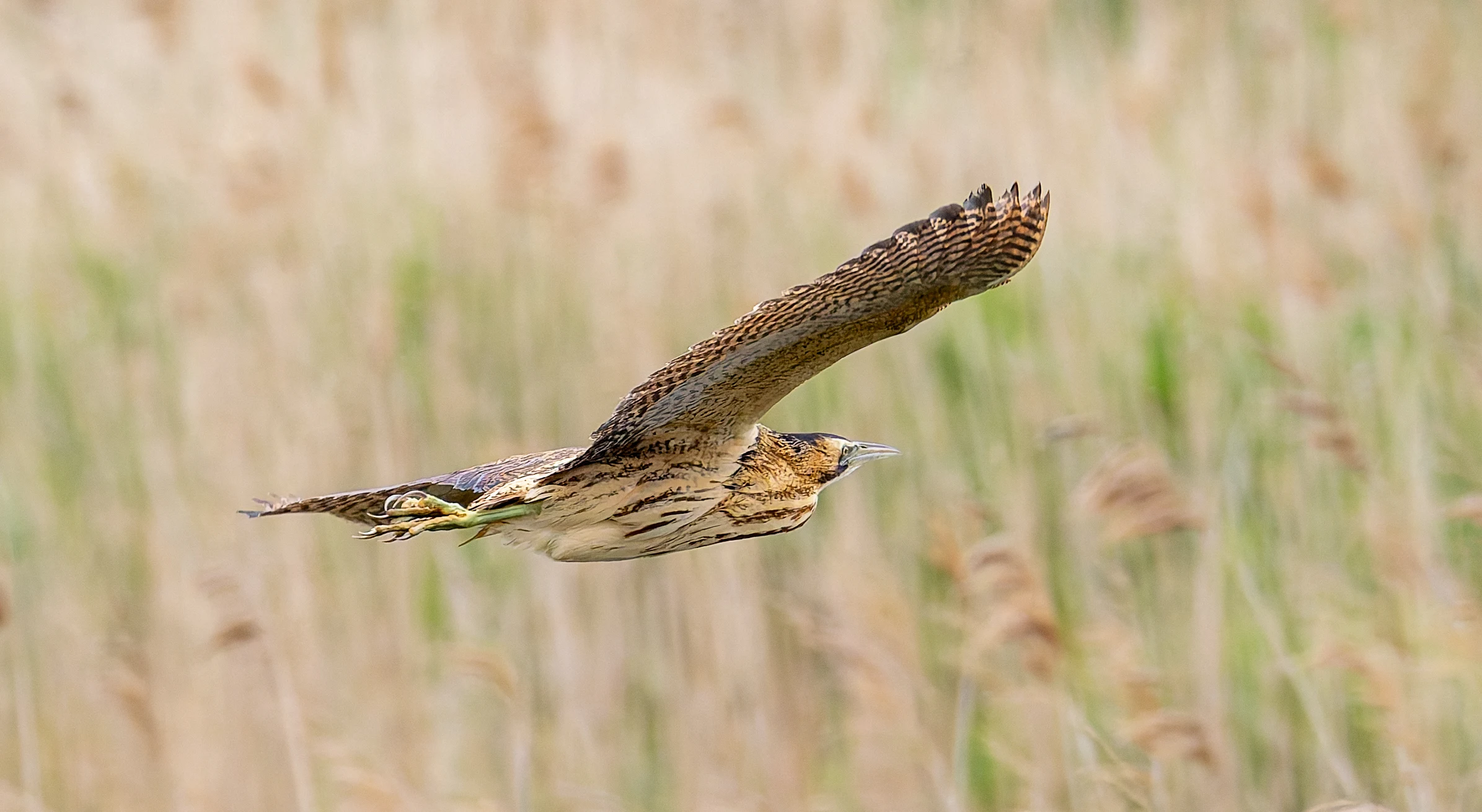 Bittern, Ouse Fen, Willingham, Cambridgeshire, UK — photo by Orlando Prugel-Bennett