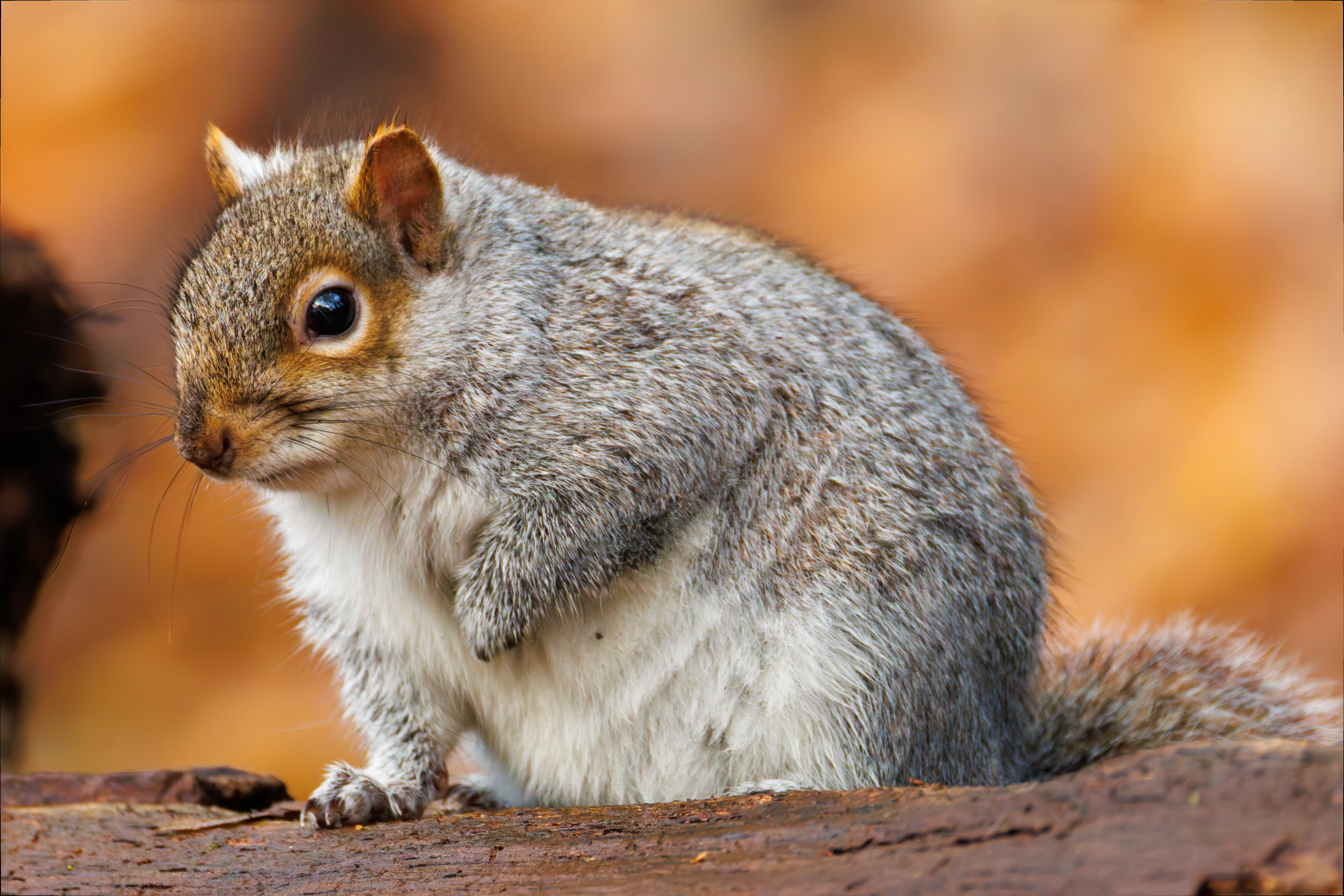 Squirrel, Brockholes, UK — photo by Orlando Prugel-Bennett