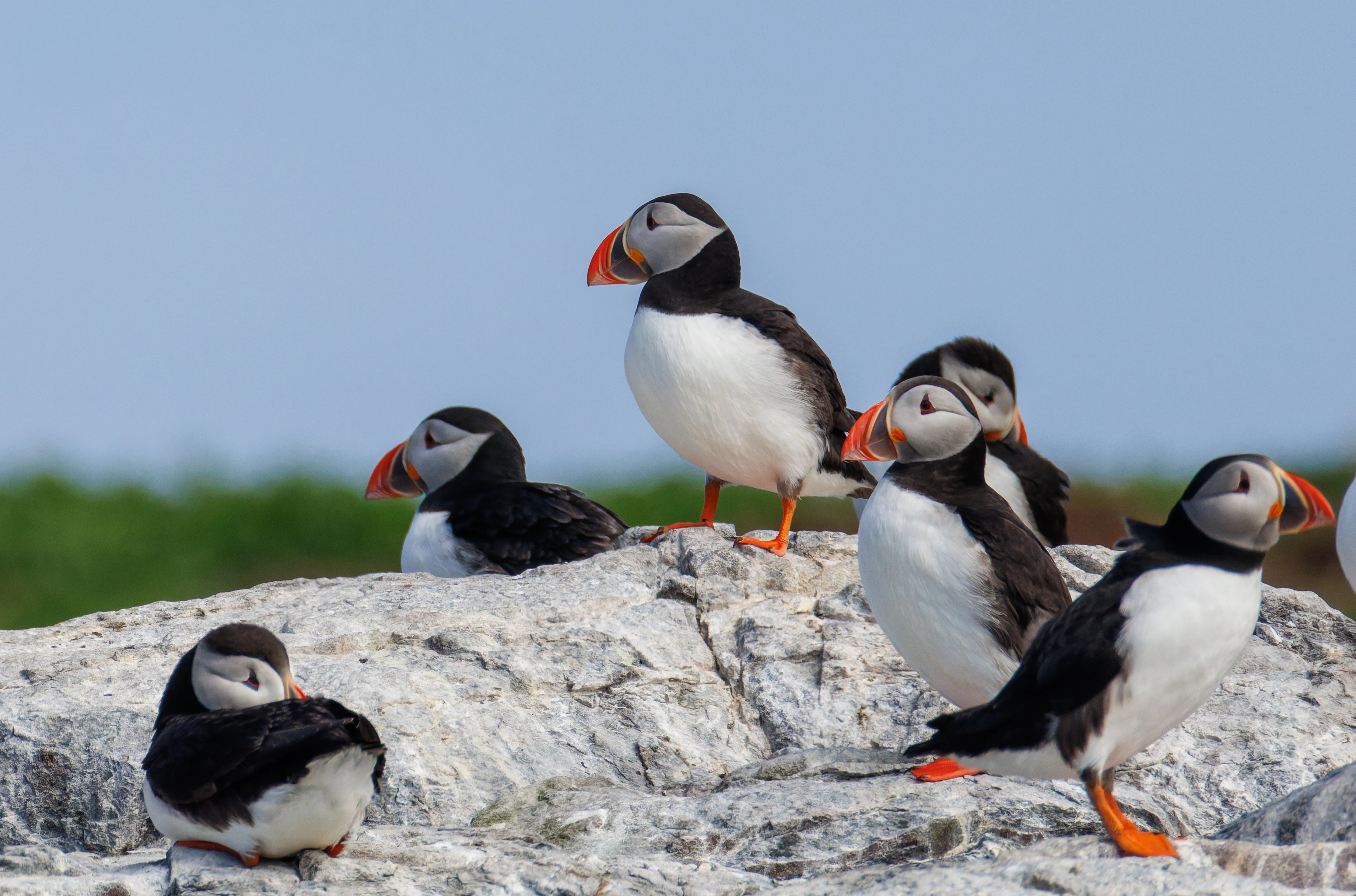 Puffins, Farne Islands, Seahouses, Northumberland, UK — photo by Orlando Prugel-Bennett