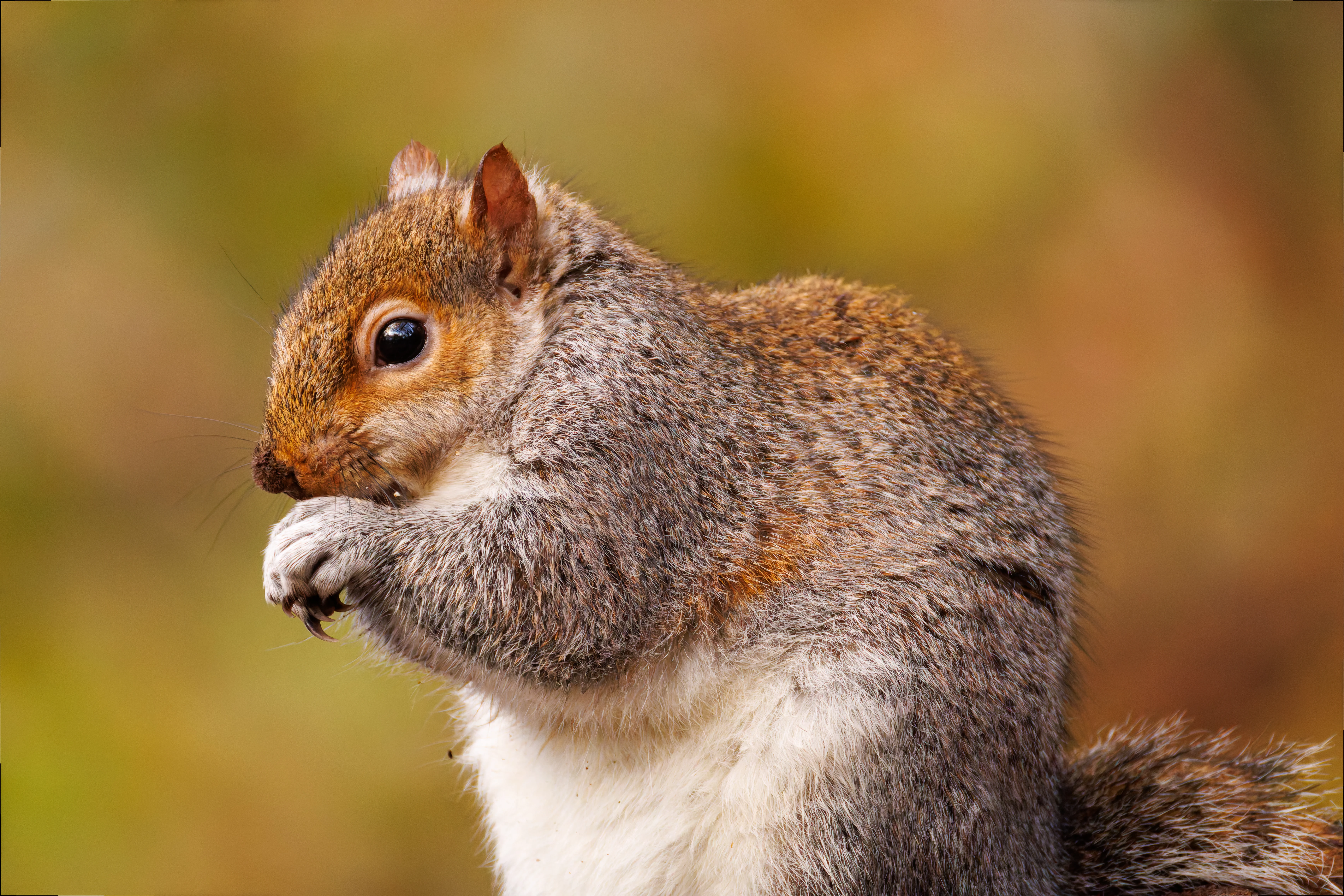 Squirrel, Brockholes, UK — photo by Orlando Prugel-Bennett
