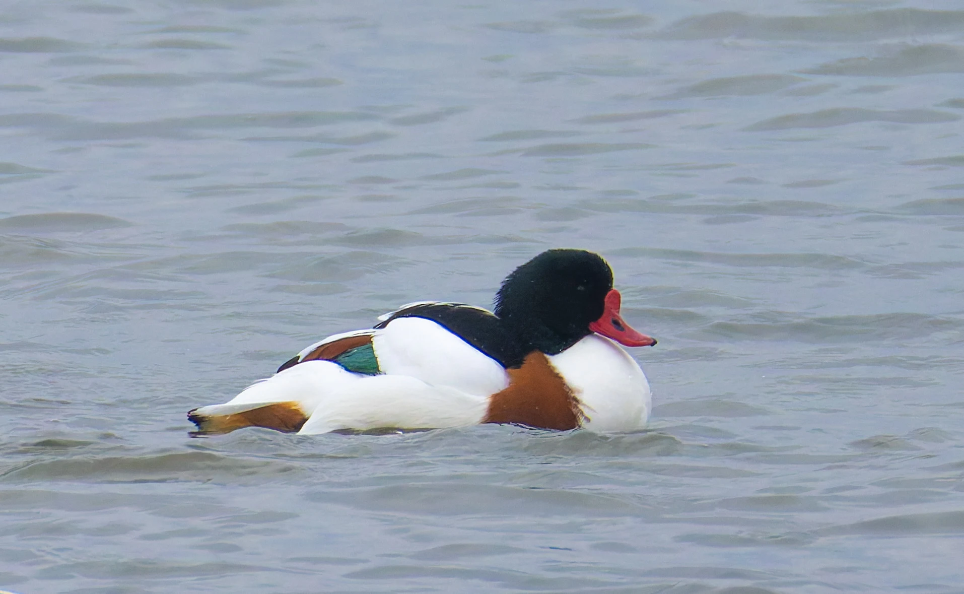 Shelduck, Morecambe, UK — photo by Orlando Prugel-Bennett