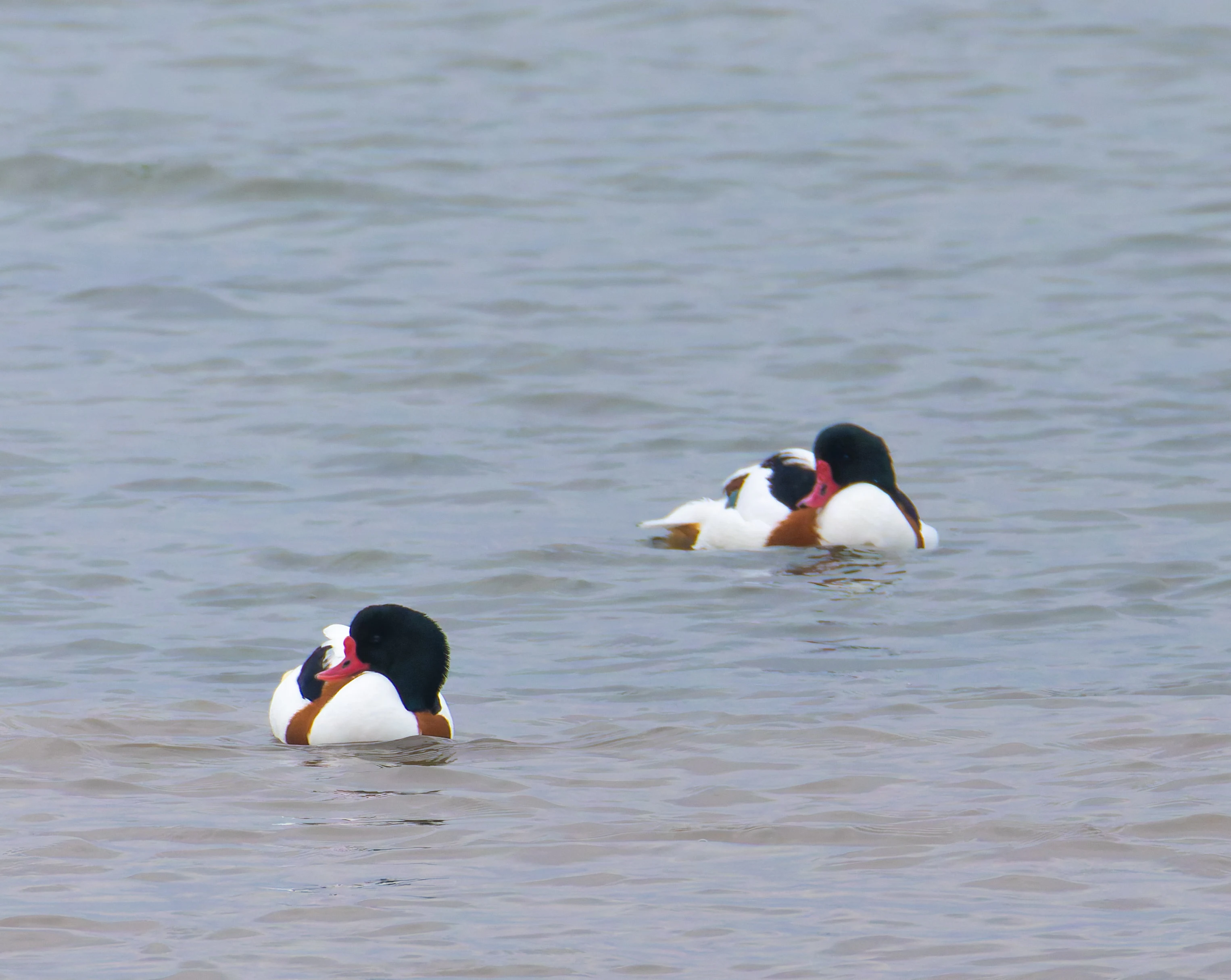 Shelduck, Morecambe, UK — photo by Orlando Prugel-Bennett