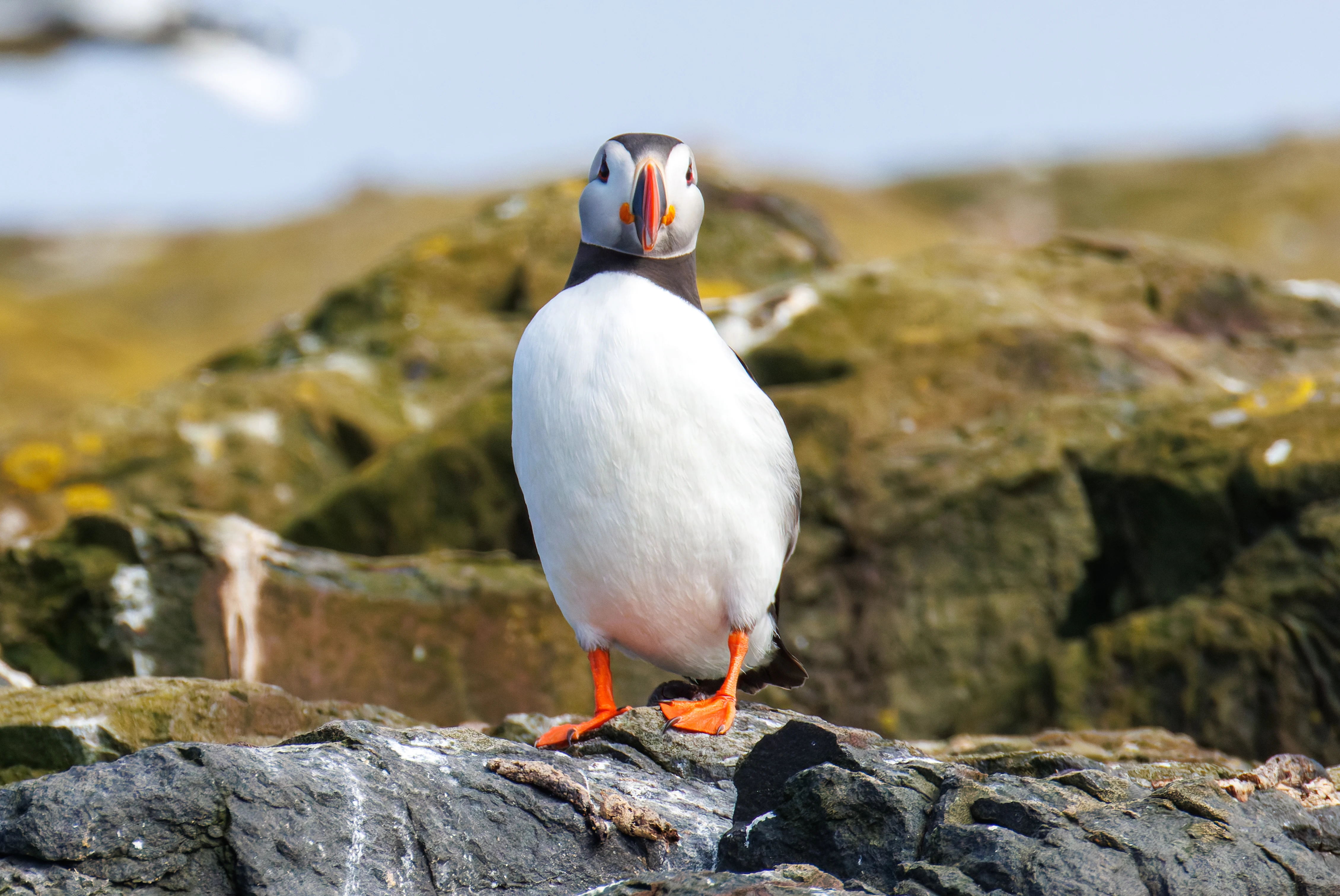 Puffin, Farne Islands, Seahouses, Northumberland, UK — photo by Orlando Prugel-Bennett
