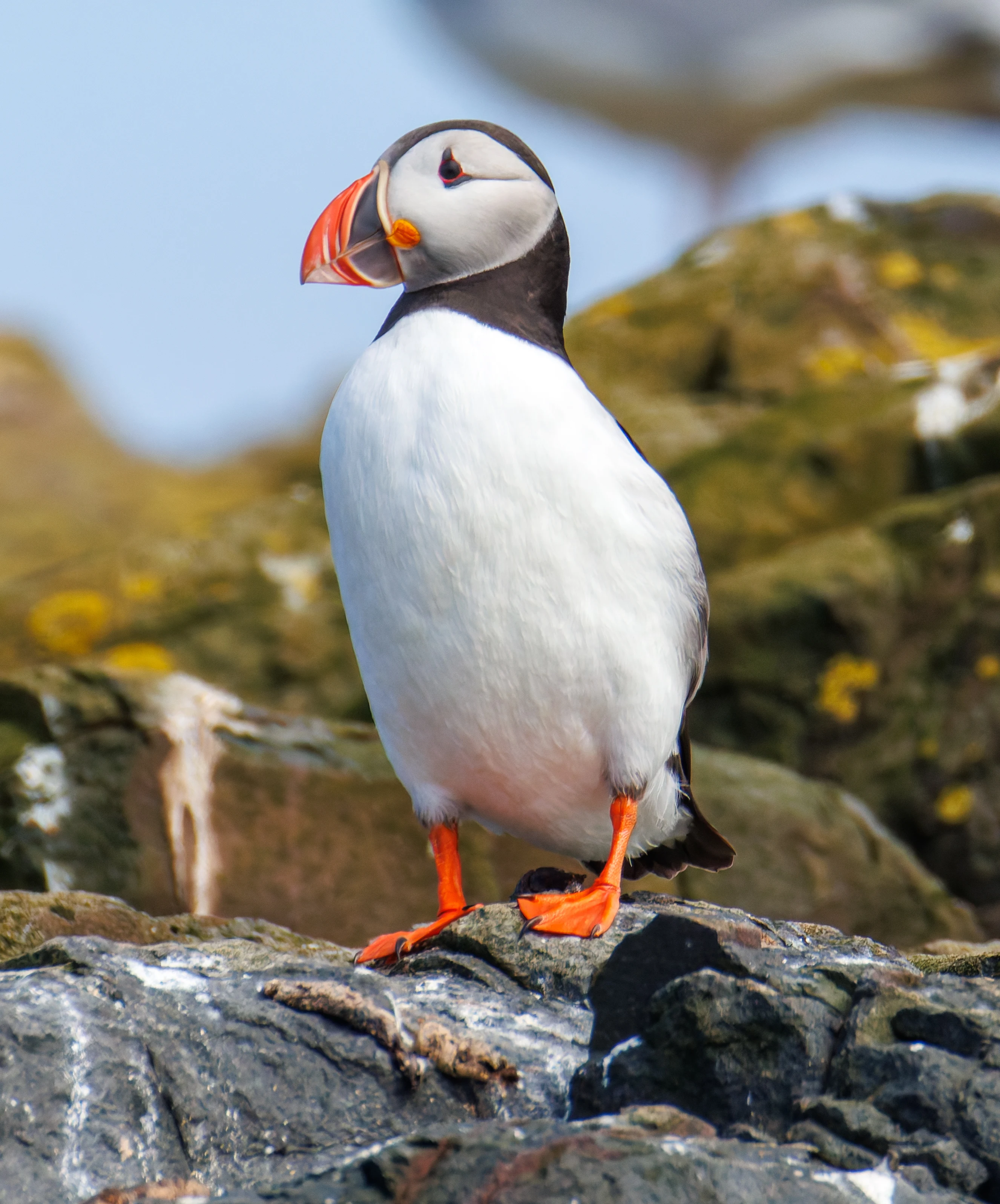 Puffin, Farne Islands, Seahouses, Northumberland, UK — photo by Orlando Prugel-Bennett