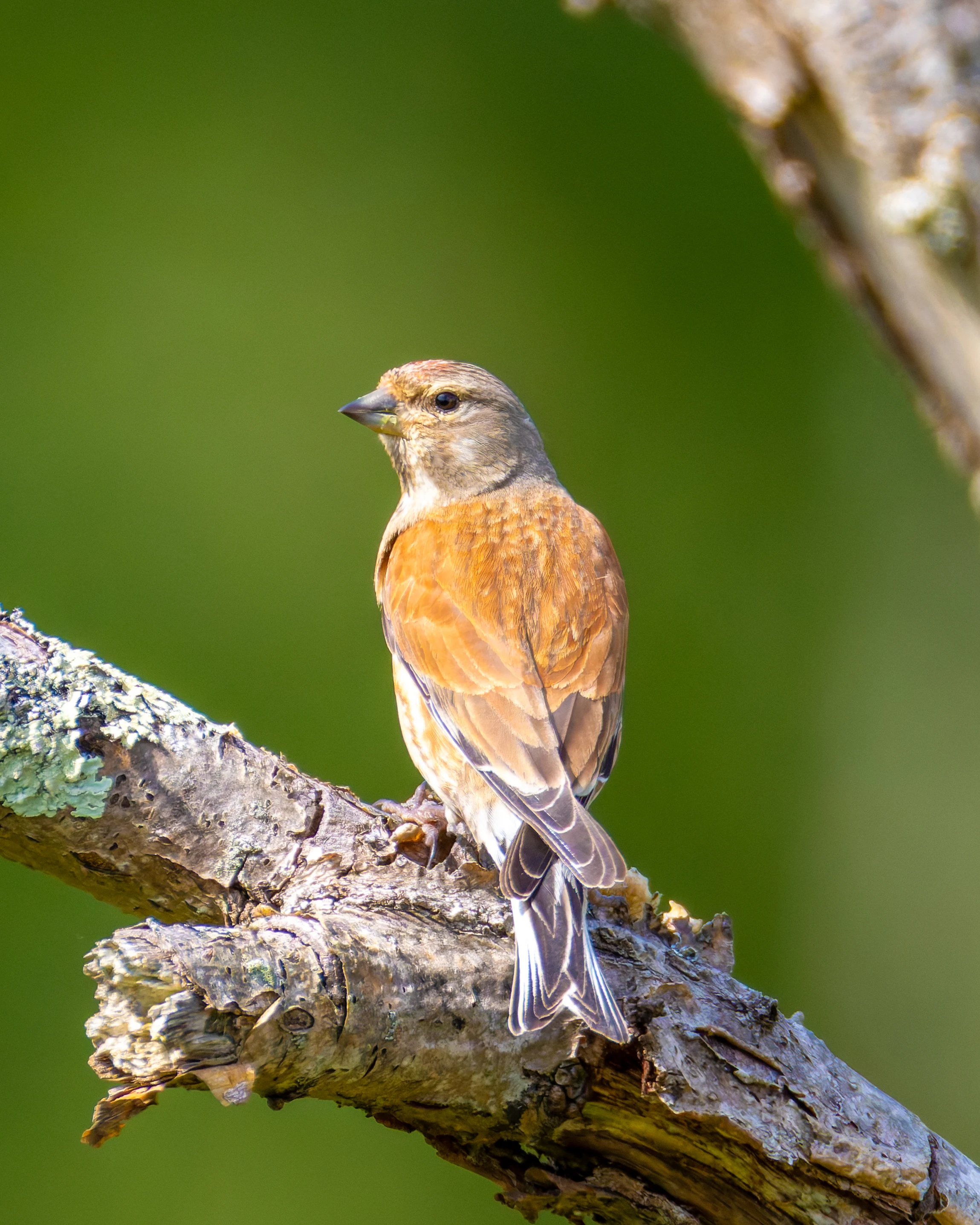 Linnet, Woolbeding Common, Midhurst, UK — photo by Orlando Prugel-Bennett