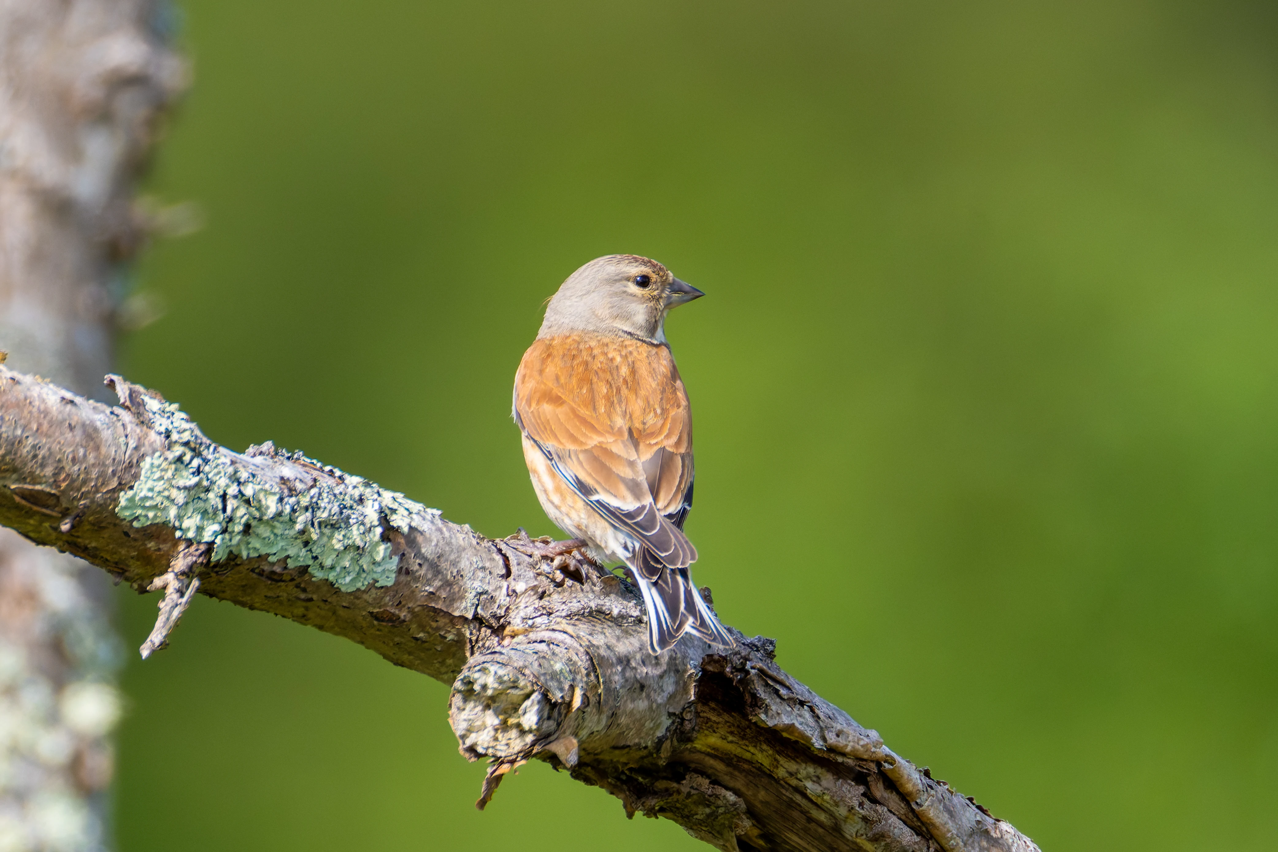 Linnet, Woolbeding Common, Midhurst, UK — photo by Orlando Prugel-Bennett