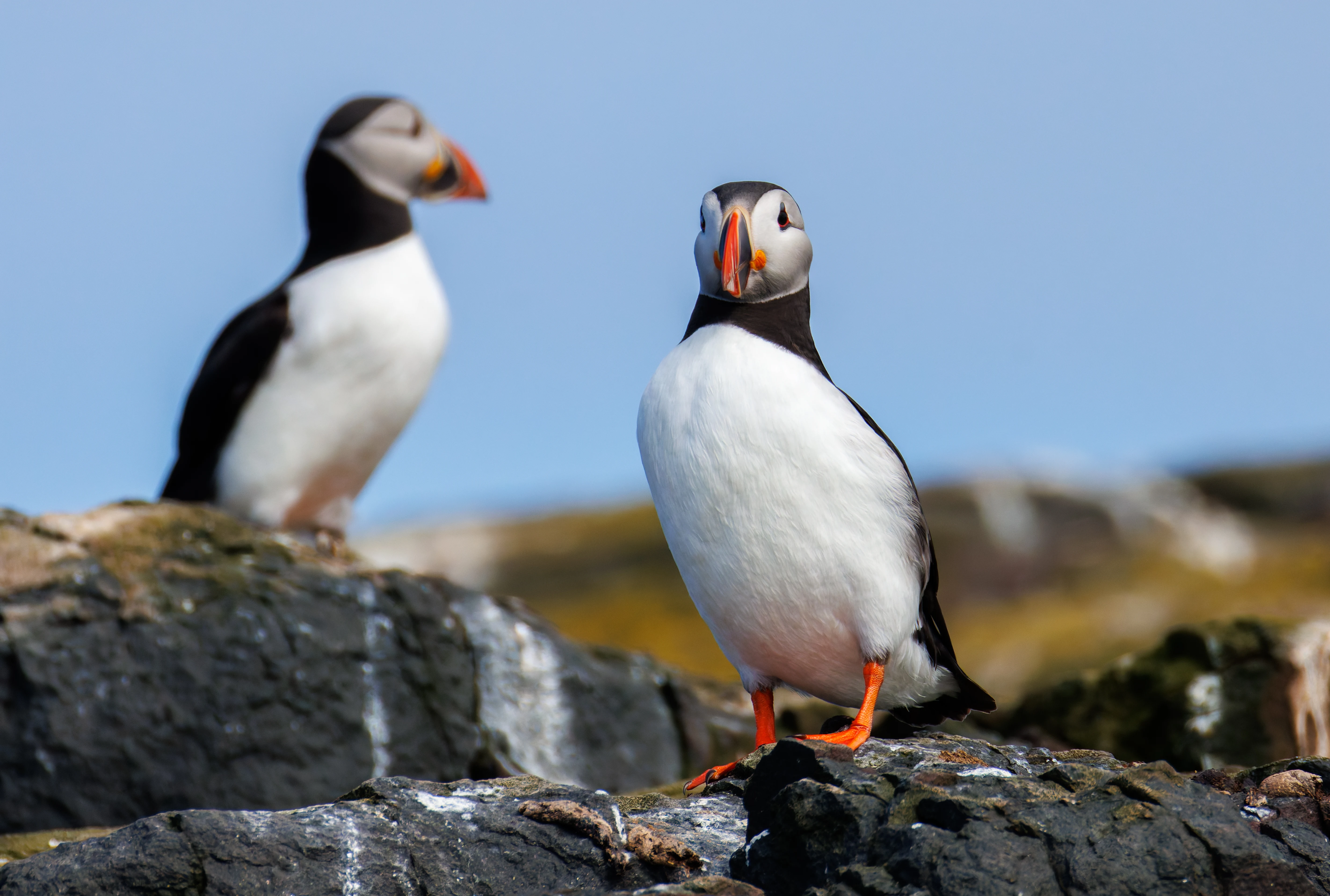 Puffins, Farne Islands, Seahouses, Northumberland, UK — photo by Orlando Prugel-Bennett