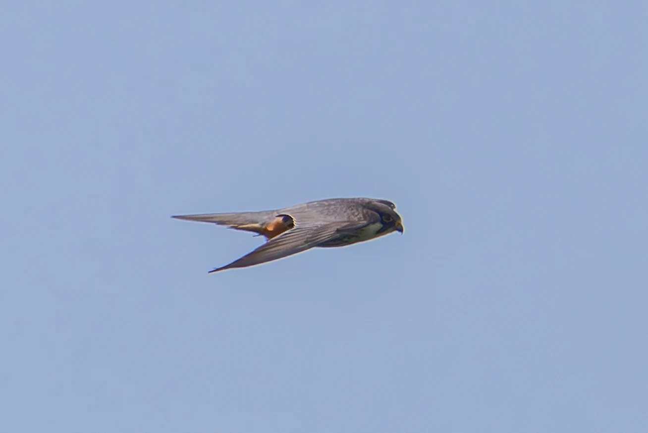 Hobby, Woolbeding Common, Midhurst, UK — photo by Orlando Prugel-Bennett