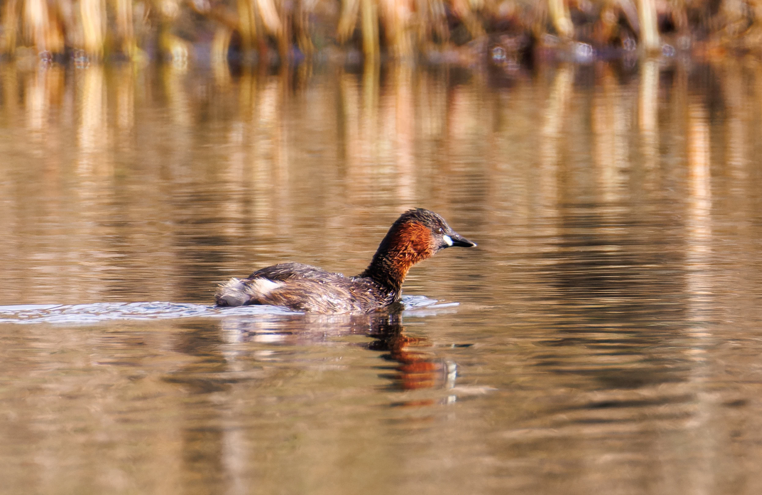 Little Grebe, Backsands Lane, Preston, UK — photo by Orlando Prugel-Bennett