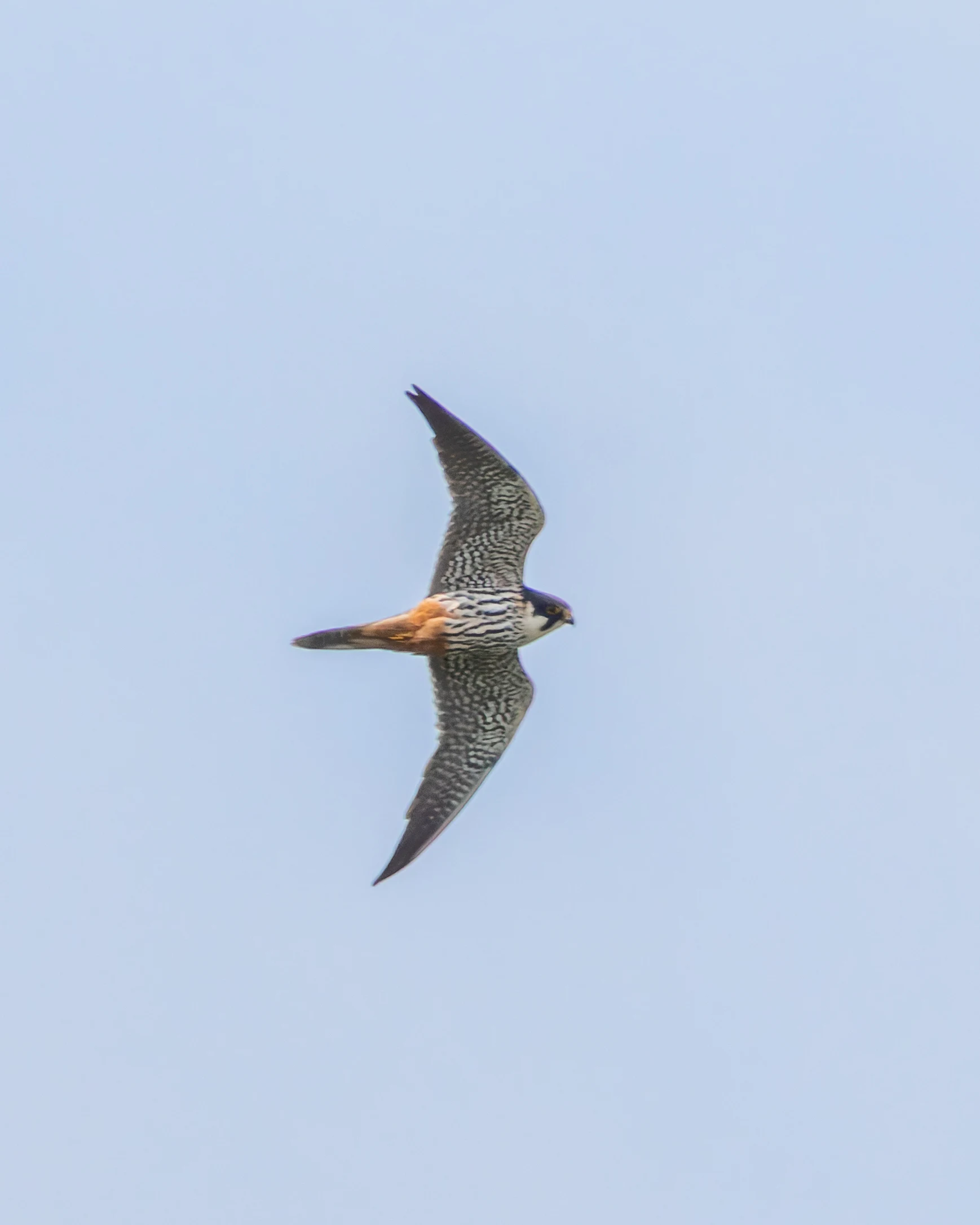Hobby, Woolbeding Common, Midhurst, UK — photo by Orlando Prugel-Bennett