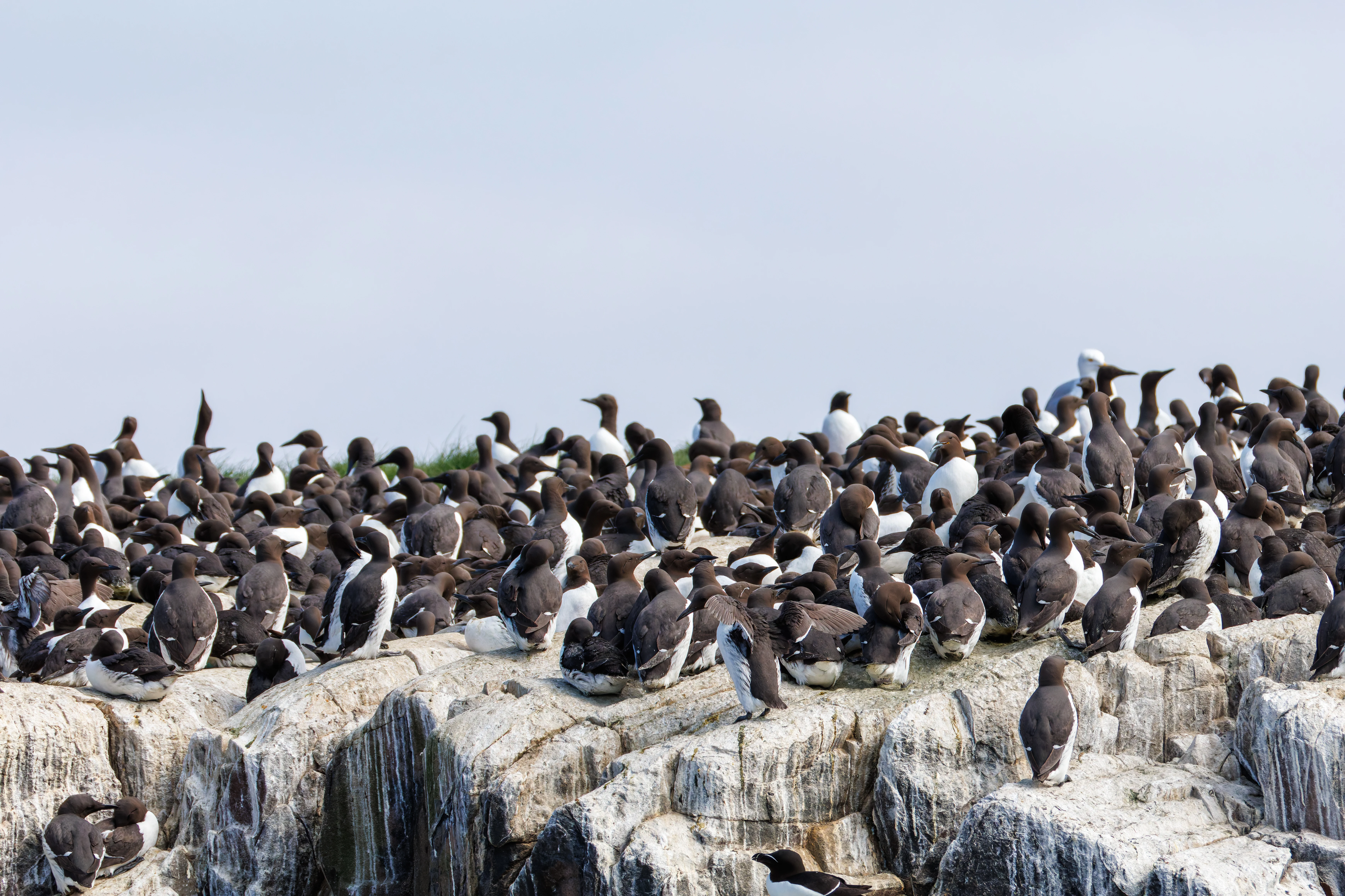 Guillemot, Farne Islands, Seahouses, Northumberland, UK — photo by Orlando Prugel-Bennett