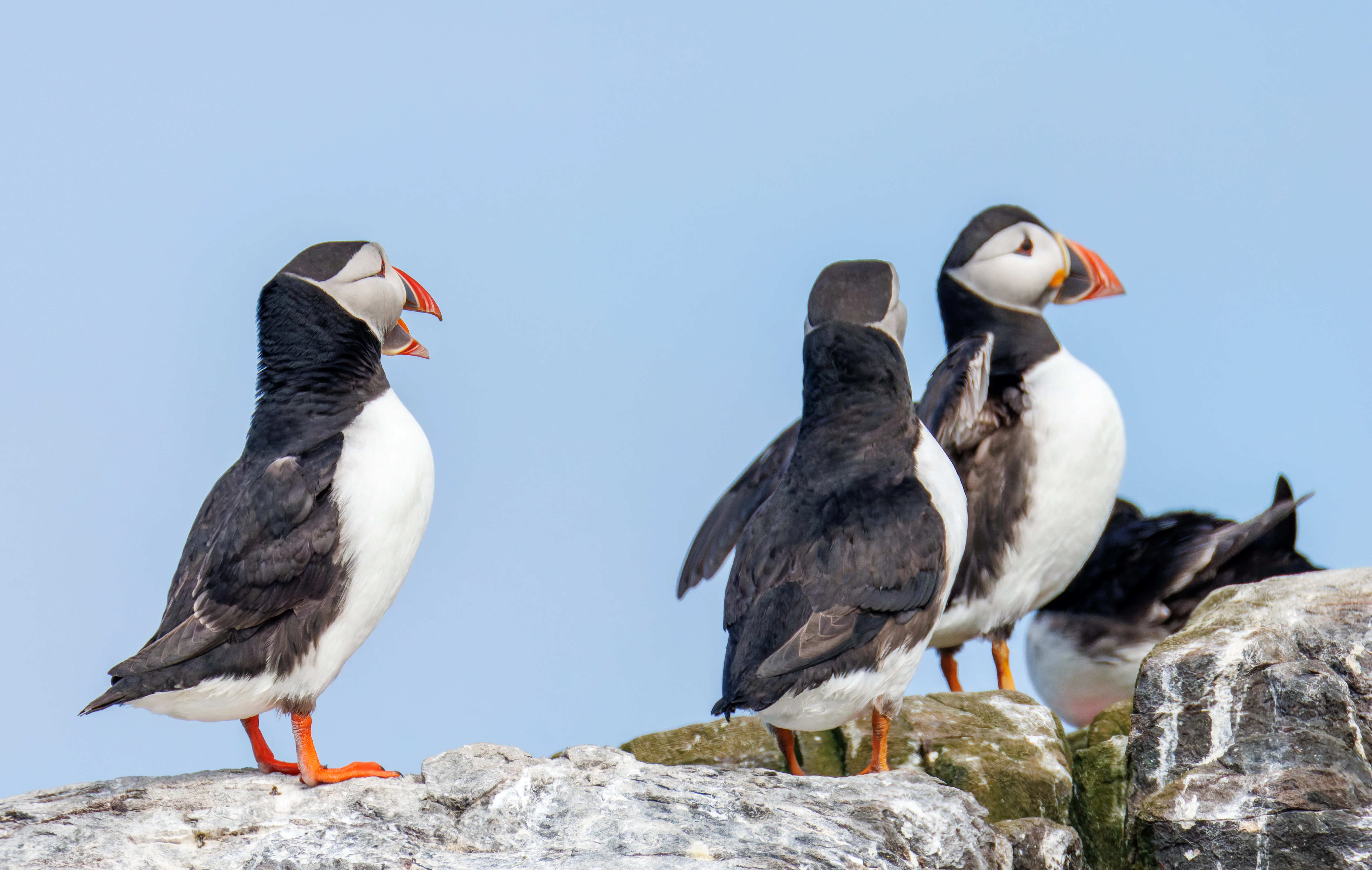 Puffins, Farne Islands, Seahouses, Northumberland, UK — photo by Orlando Prugel-Bennett