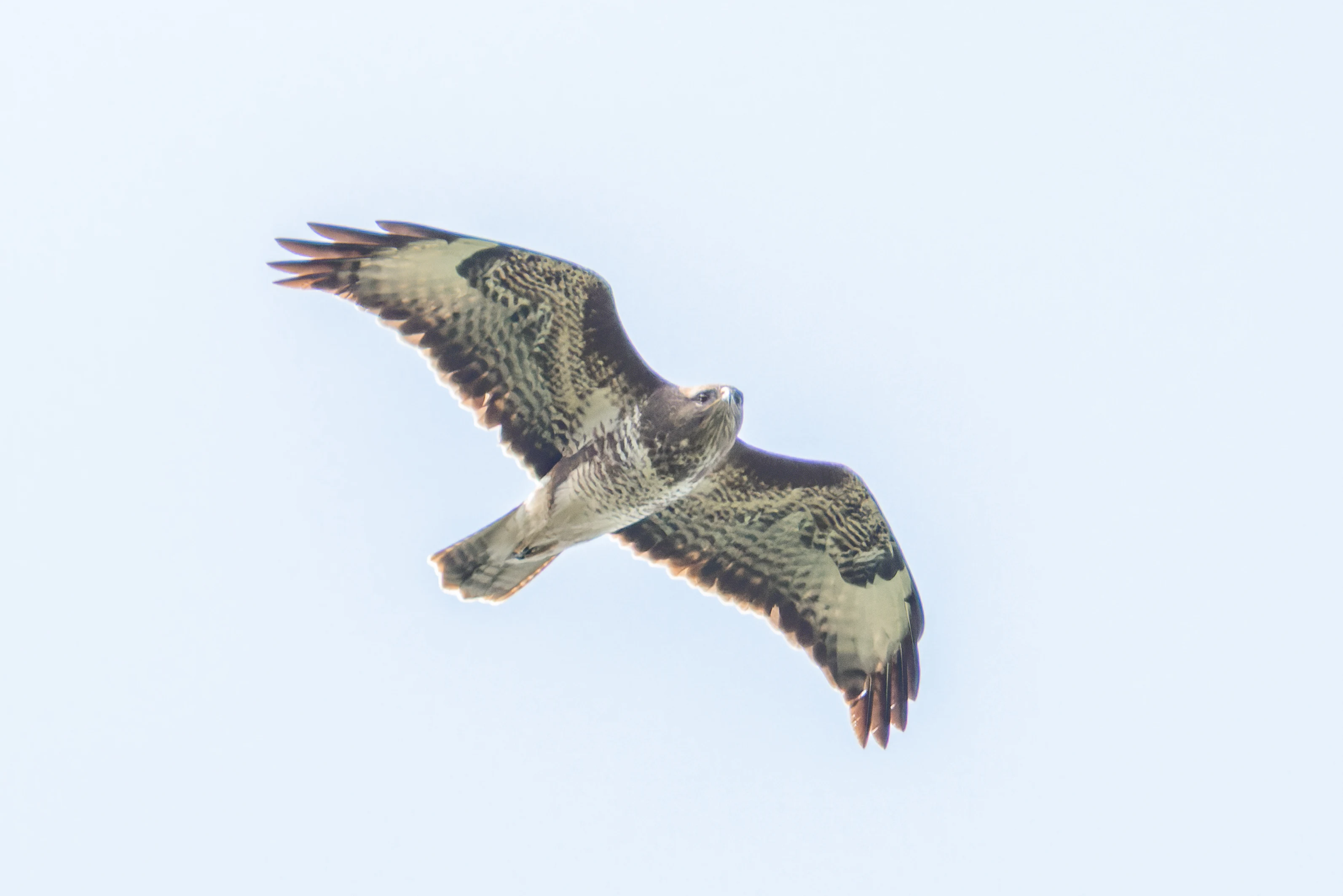 Common Buzzard, Woolbeding Common, Midhurst, UK — photo by Orlando Prugel-Bennett