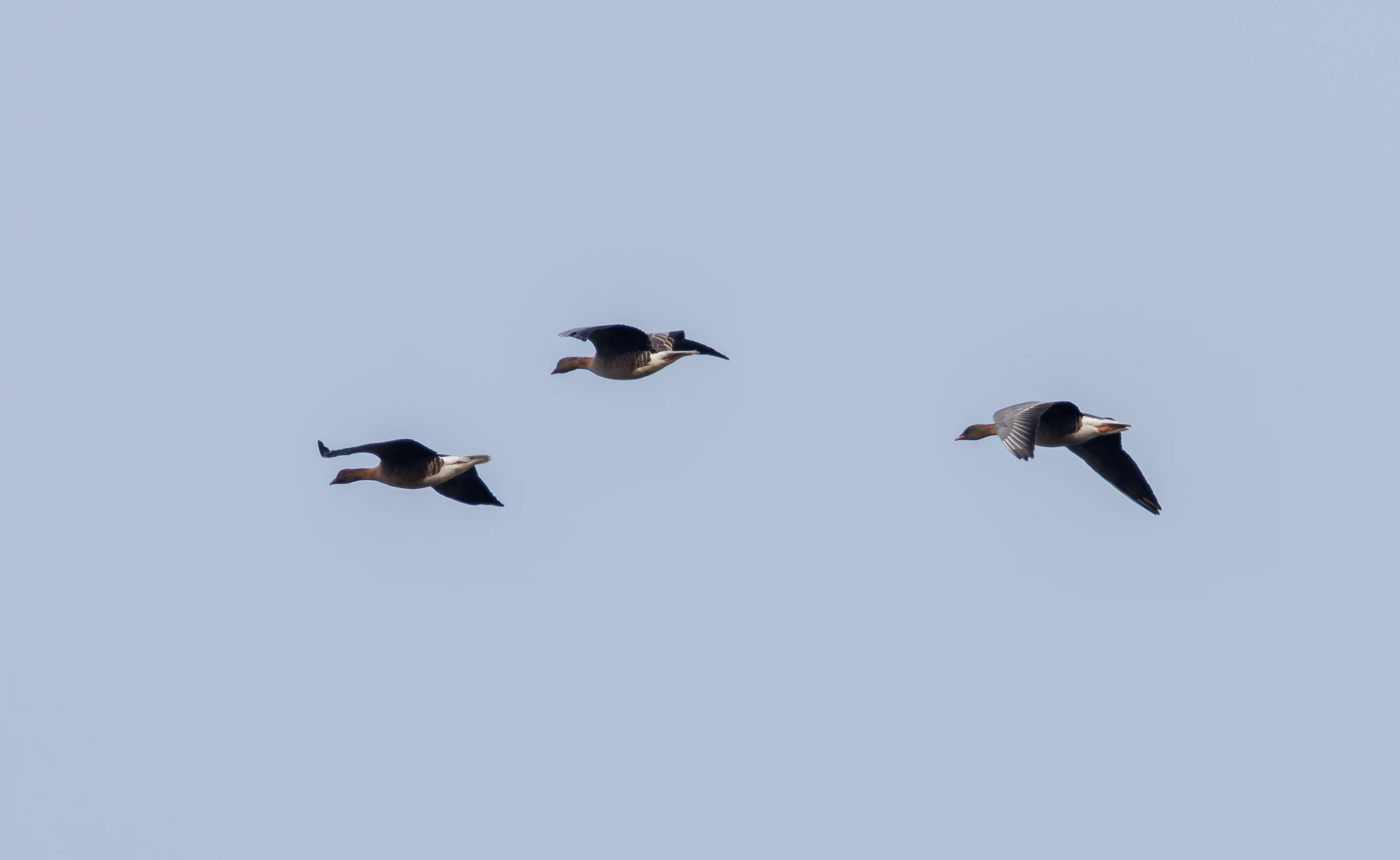 Pink-footed Goose, Backsands Lane, Preston, Lancashire, UK — photo by Orlando Prugel-Bennett