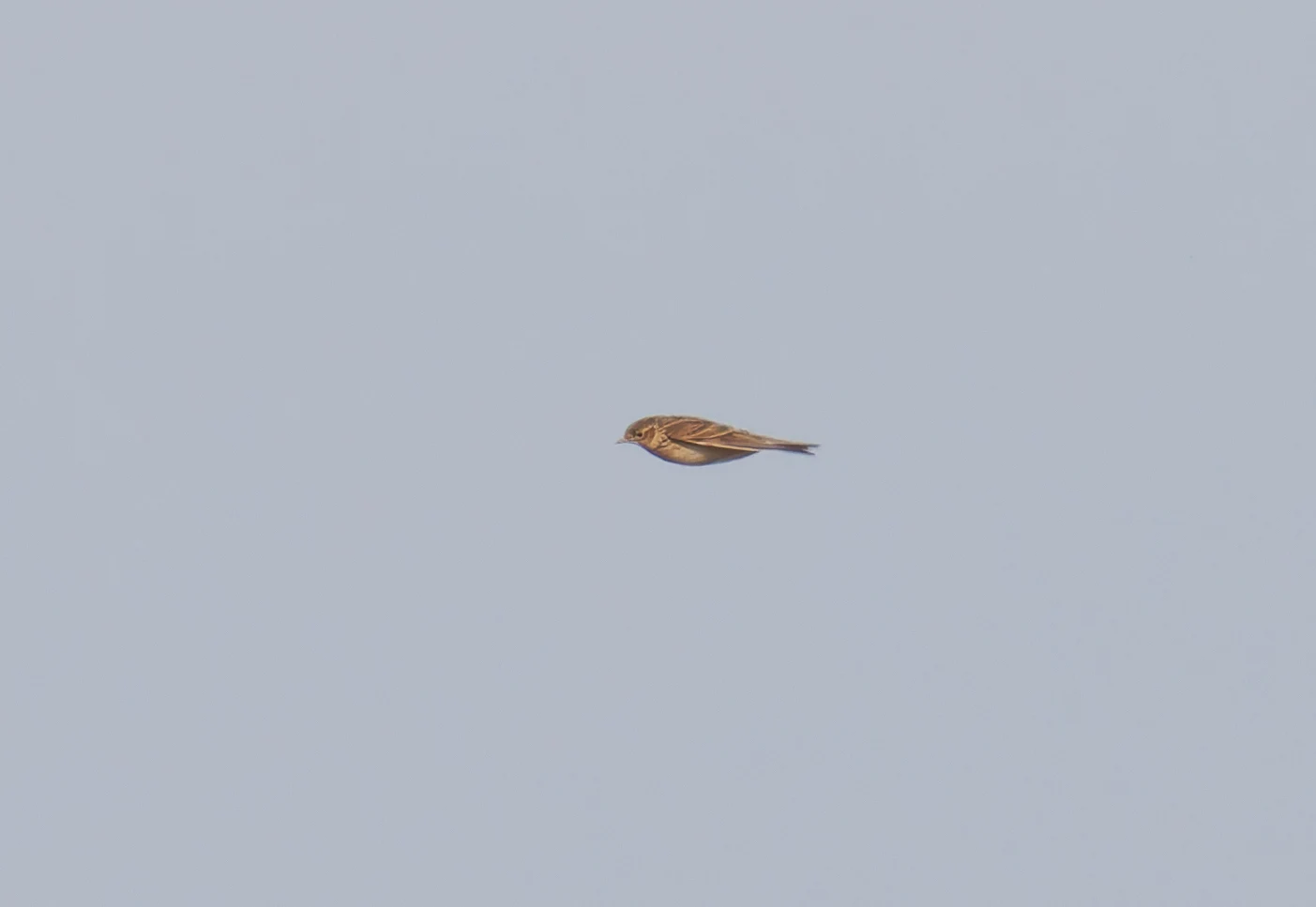 Skylark, Backsands Lane, Preston, Lancashire, UK — photo by Orlando Prugel-Bennett