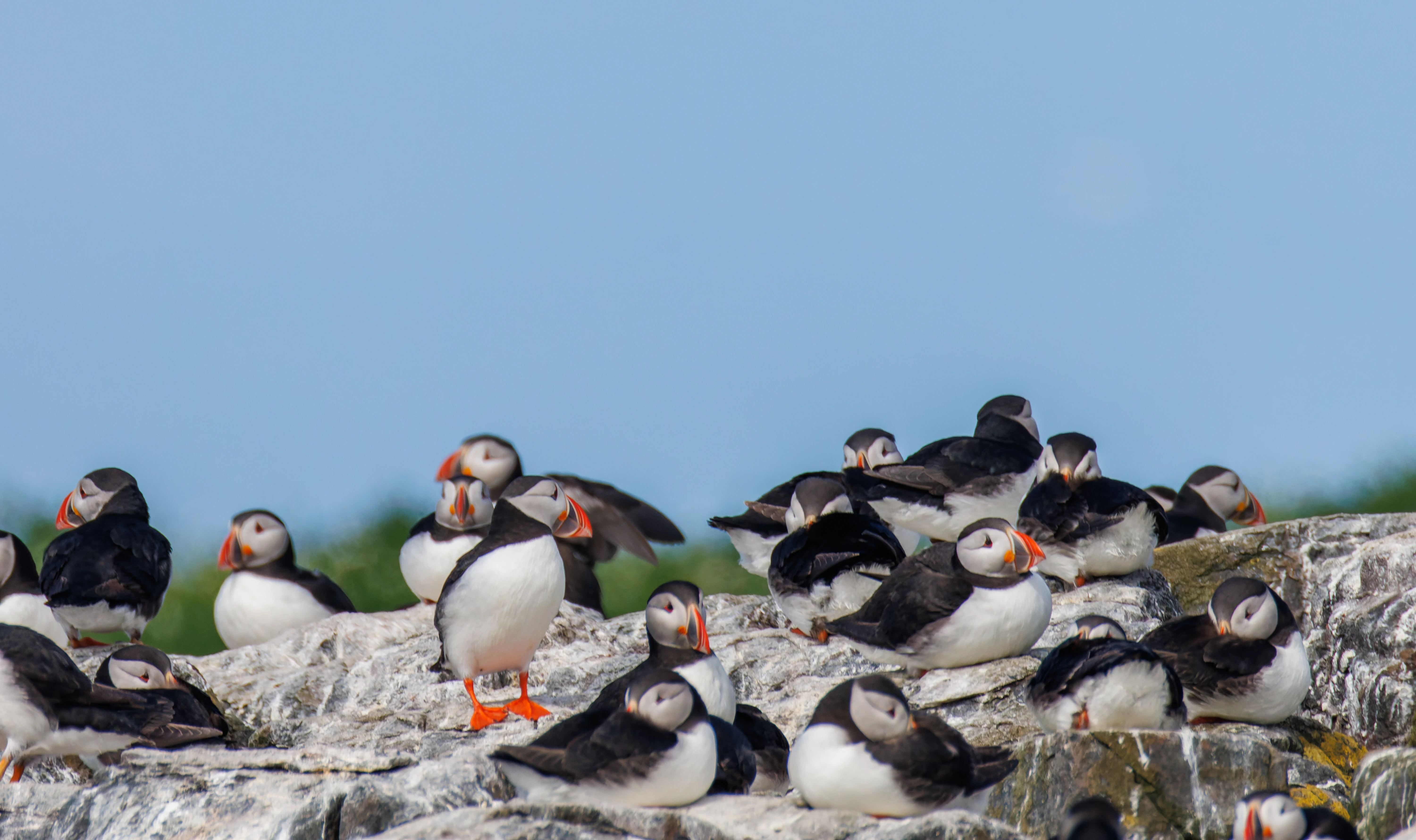 Puffins, Farne Islands, Seahouses, Northumberland, UK — photo by Orlando Prugel-Bennett