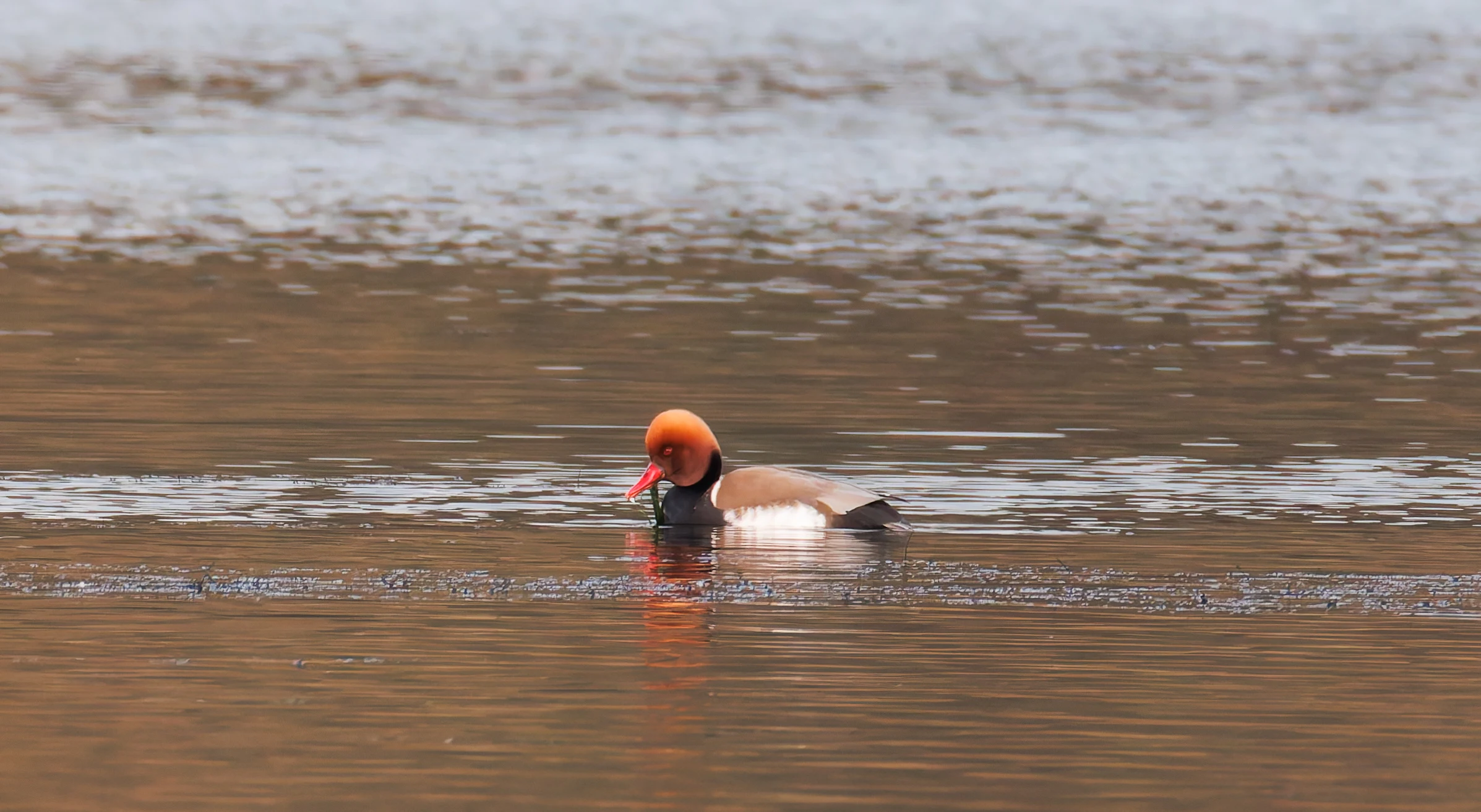 Red Crested Pochard, Brockholes, UK — photo by Orlando Prugel-Bennett