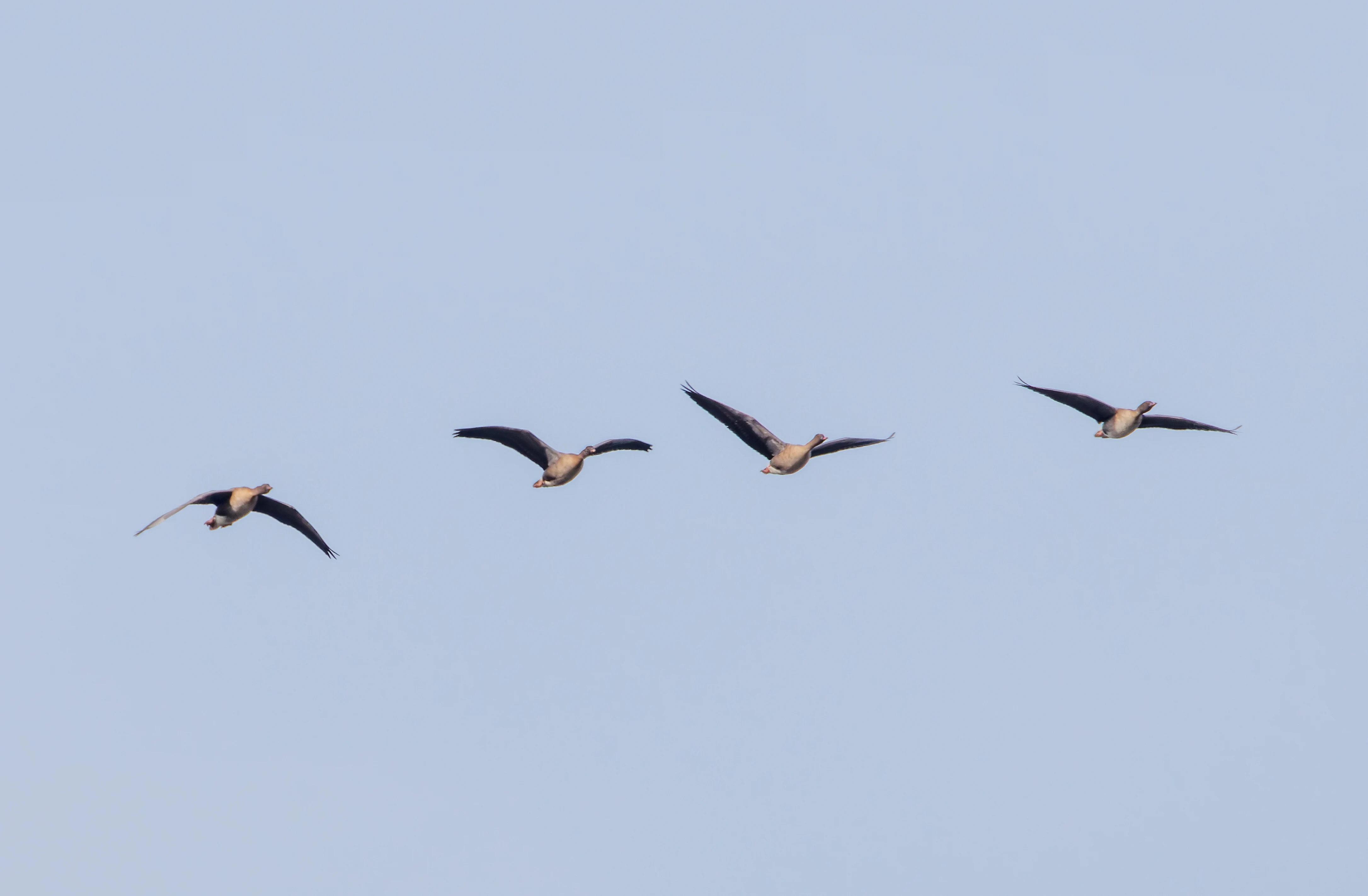Pink-footed Goose, Backsands Lane, Preston, Lancashire, UK — photo by Orlando Prugel-Bennett