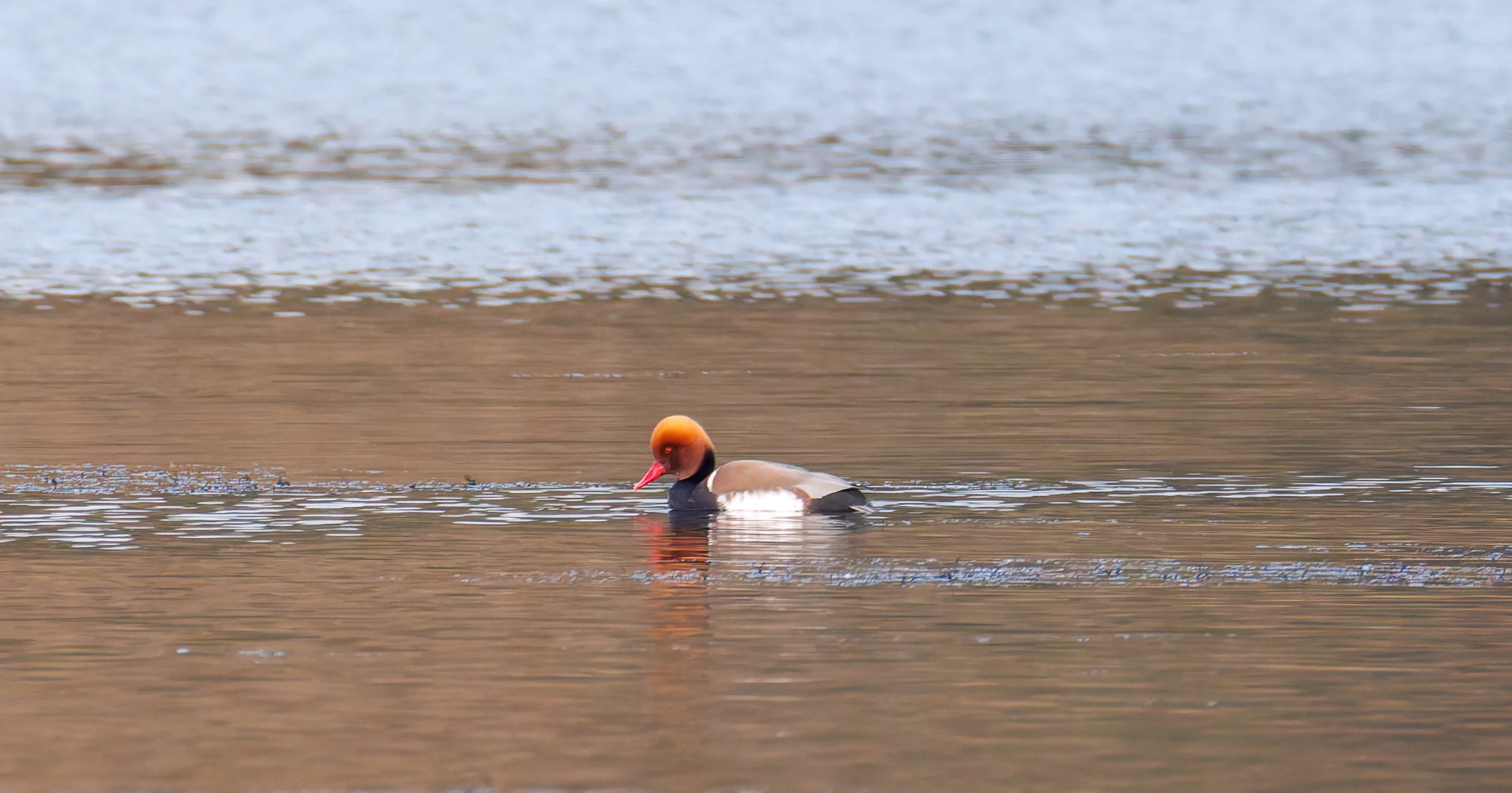 Red Crested Pochard, Brockholes, UK — photo by Orlando Prugel-Bennett