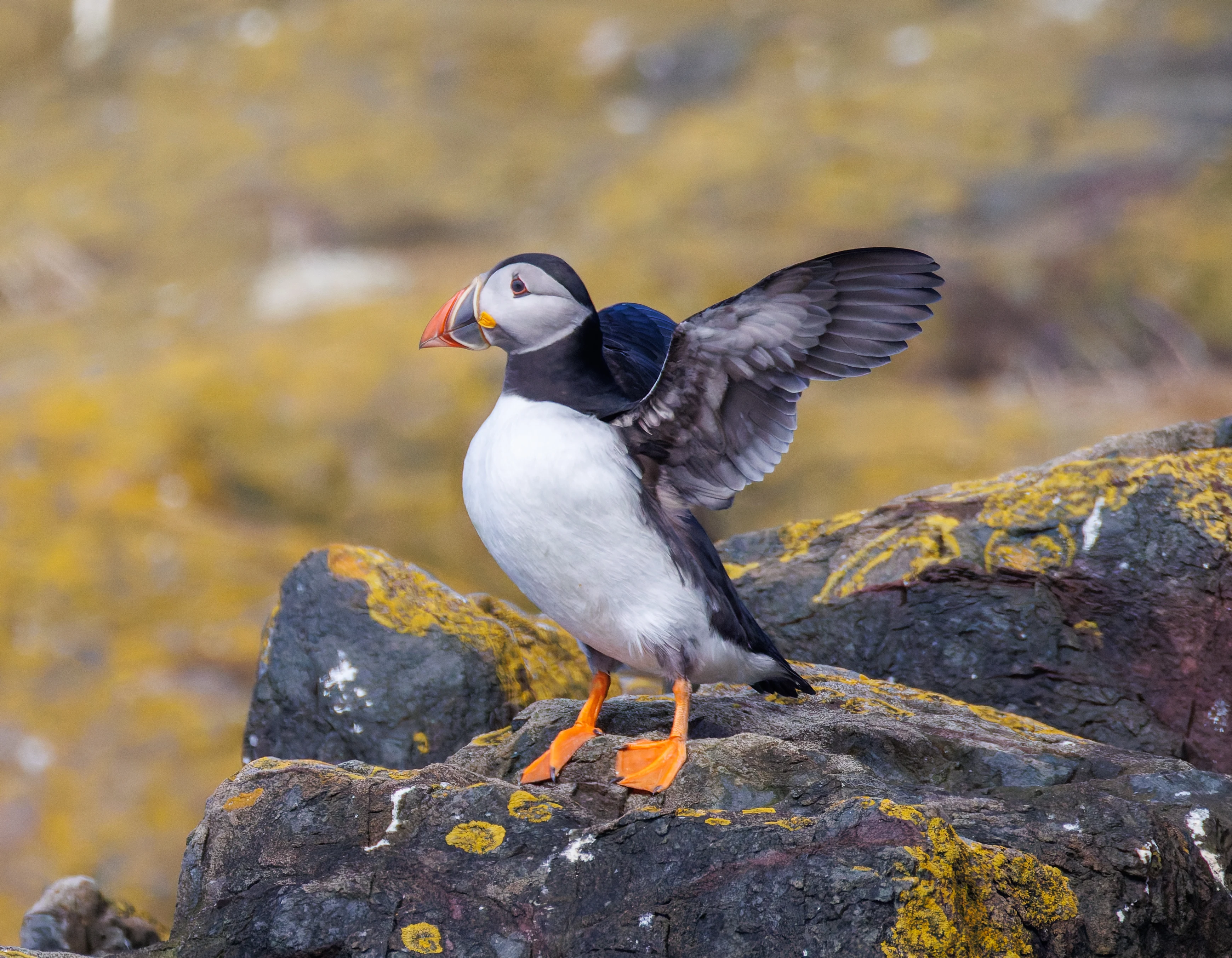 Puffin, Farne Islands, Seahouses, Northumberland, UK — photo by Orlando Prugel-Bennett