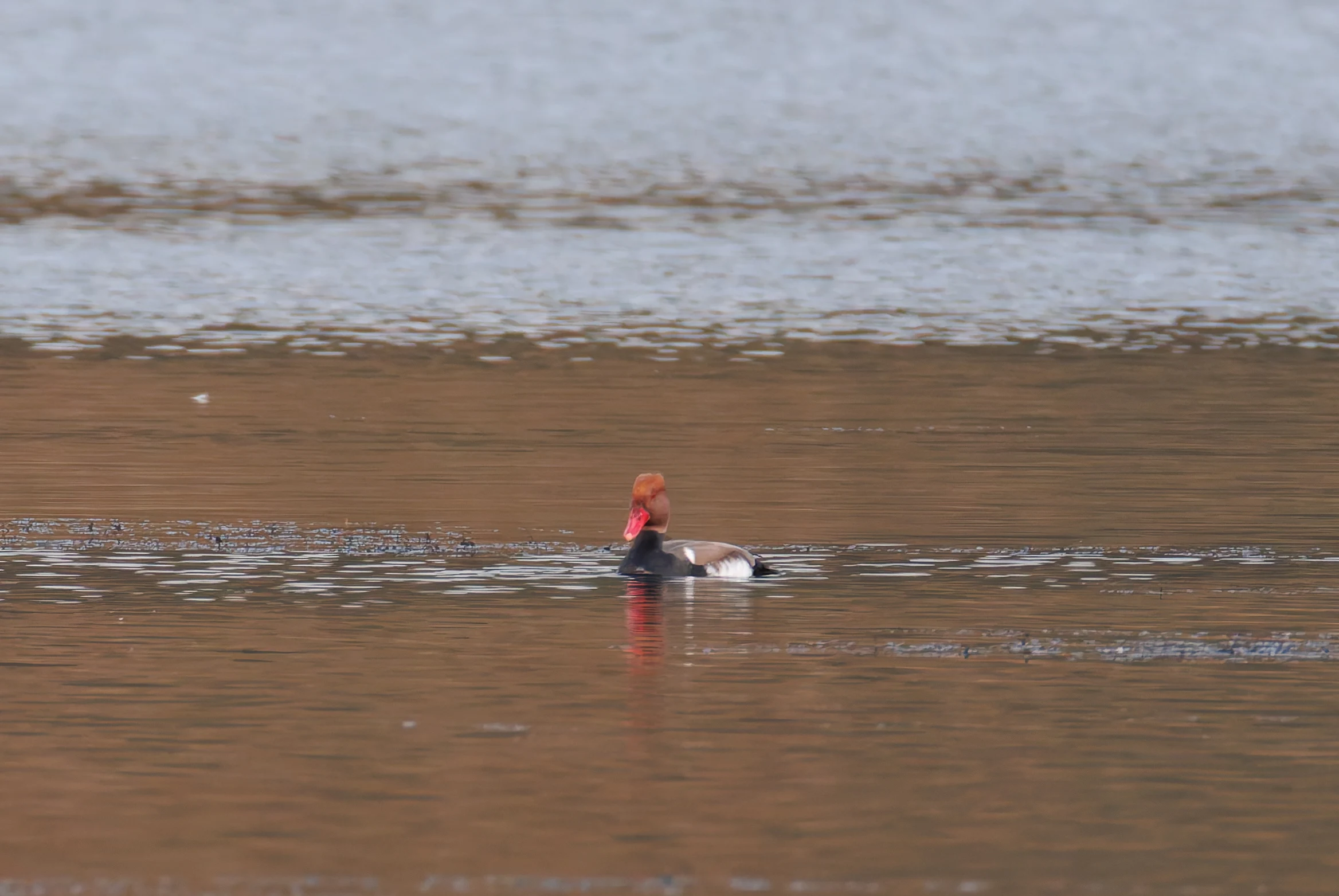 Red Crested Pochard, Brockholes, UK — photo by Orlando Prugel-Bennett