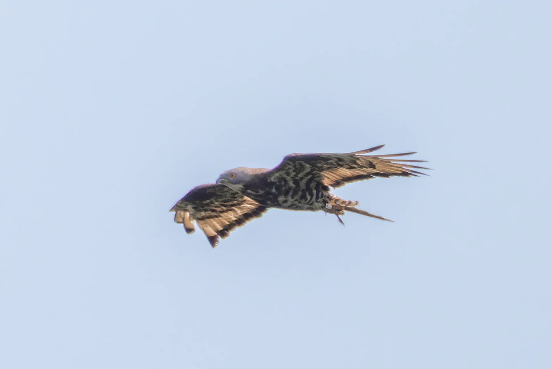 Honey Buzzard, Woolbeding Common, Midhurst, UK — photo by Orlando Prugel-Bennett