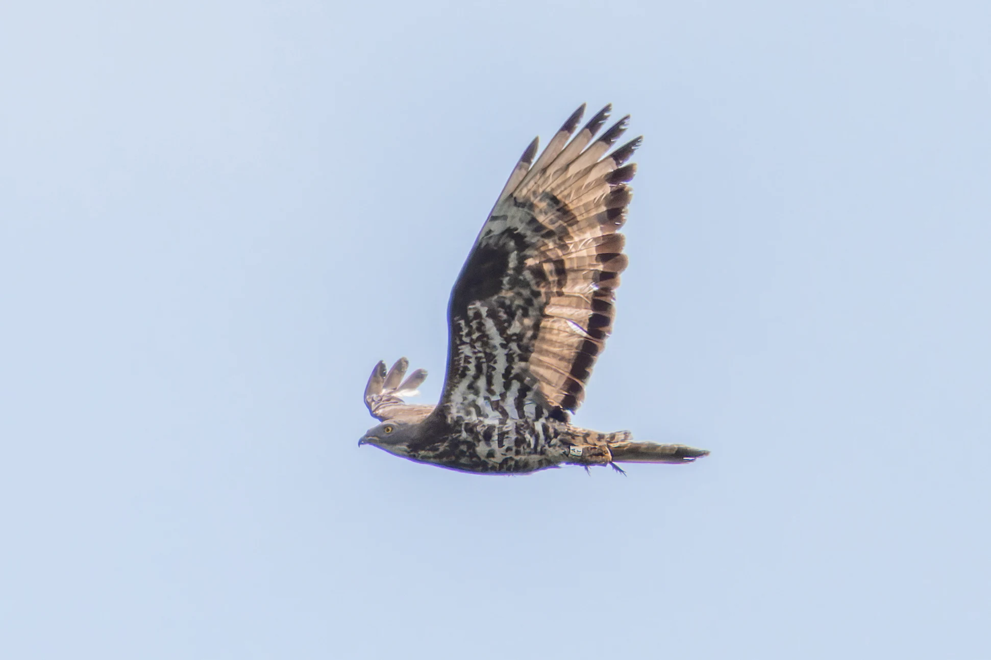 Honey Buzzard, Woolbeding Common, Midhurst, UK — photo by Orlando Prugel-Bennett