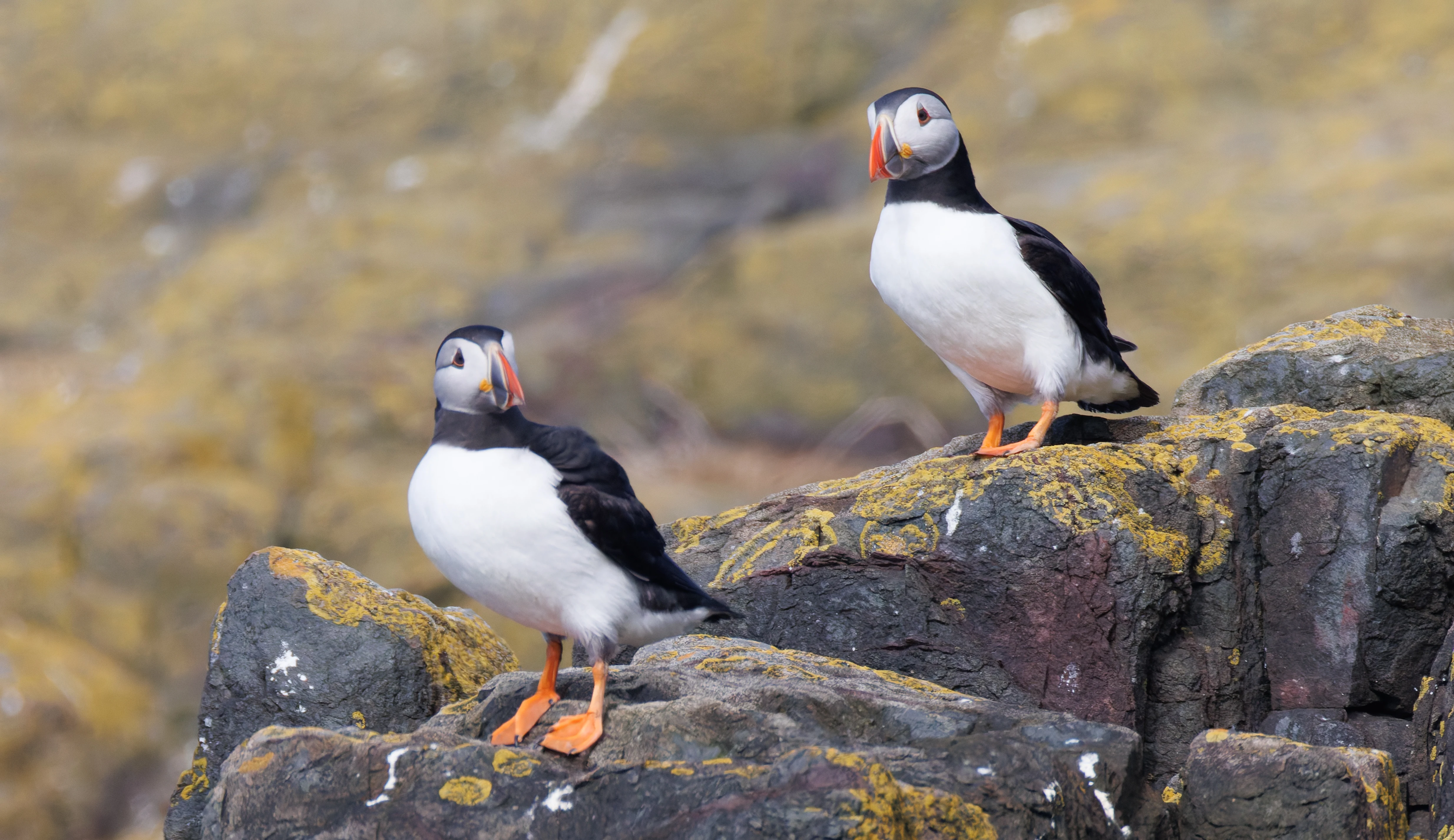 Puffins, Farne Islands, Seahouses, Northumberland, UK — photo by Orlando Prugel-Bennett