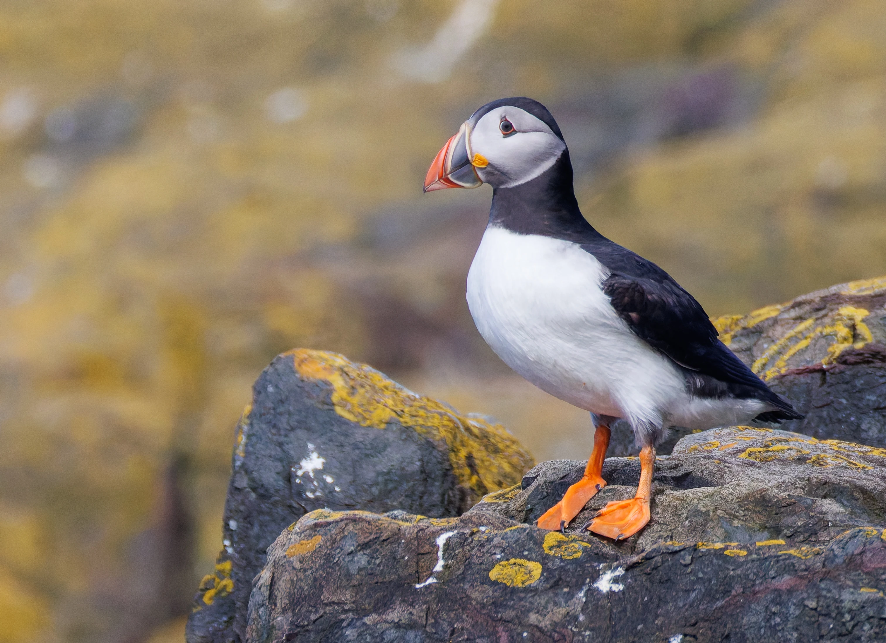 Puffin, Farne Islands, Seahouses, Northumberland, UK — photo by Orlando Prugel-Bennett