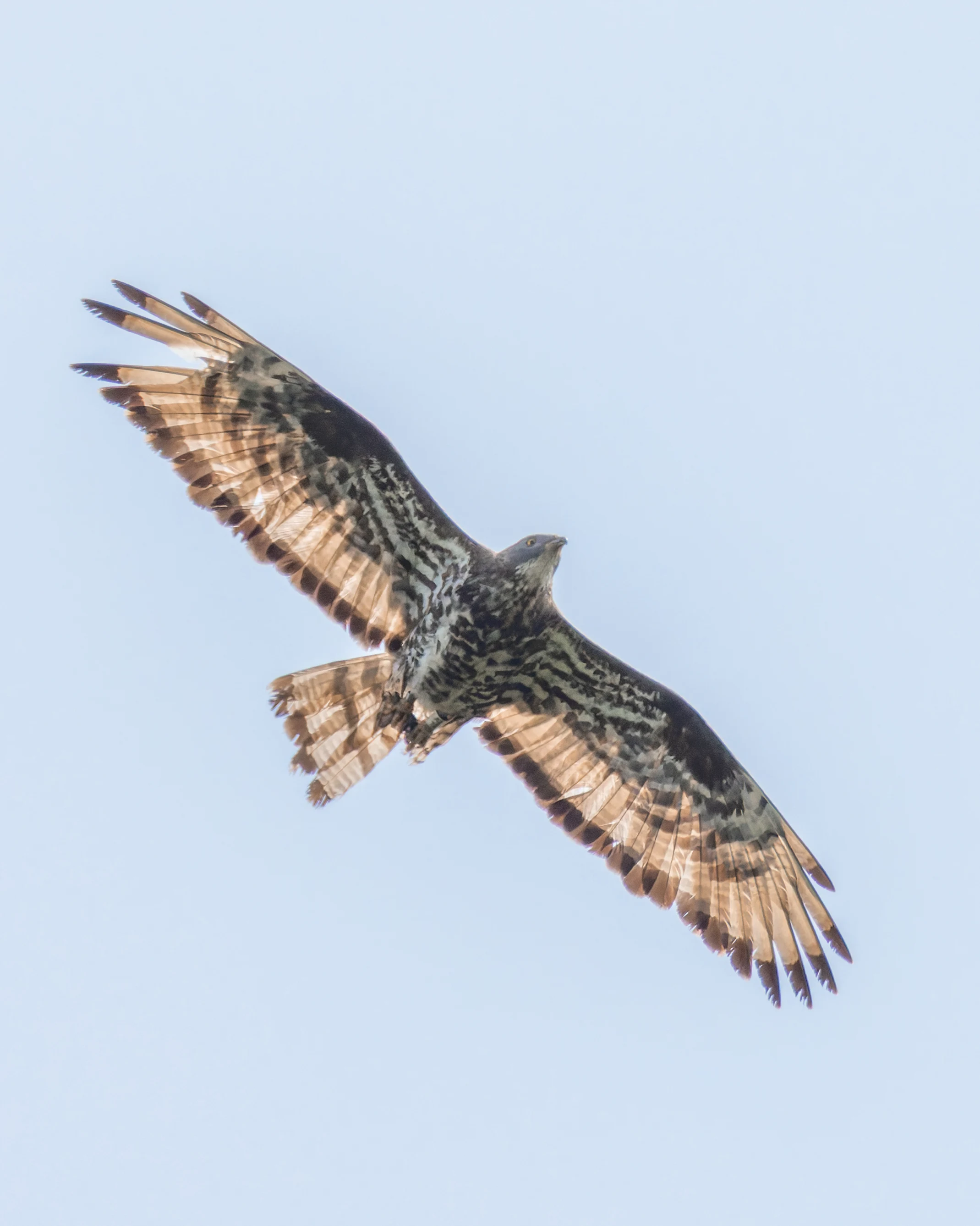 Honey Buzzard, Woolbeding Common, Midhurst, UK — photo by Orlando Prugel-Bennett