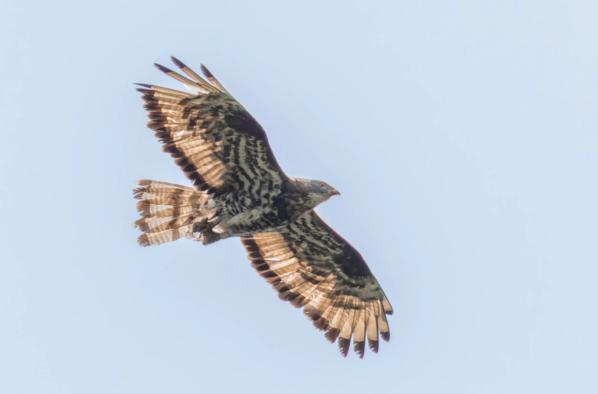 Honey Buzzard, Woolbeding Common, Midhurst, UK — photo by Orlando Prugel-Bennett
