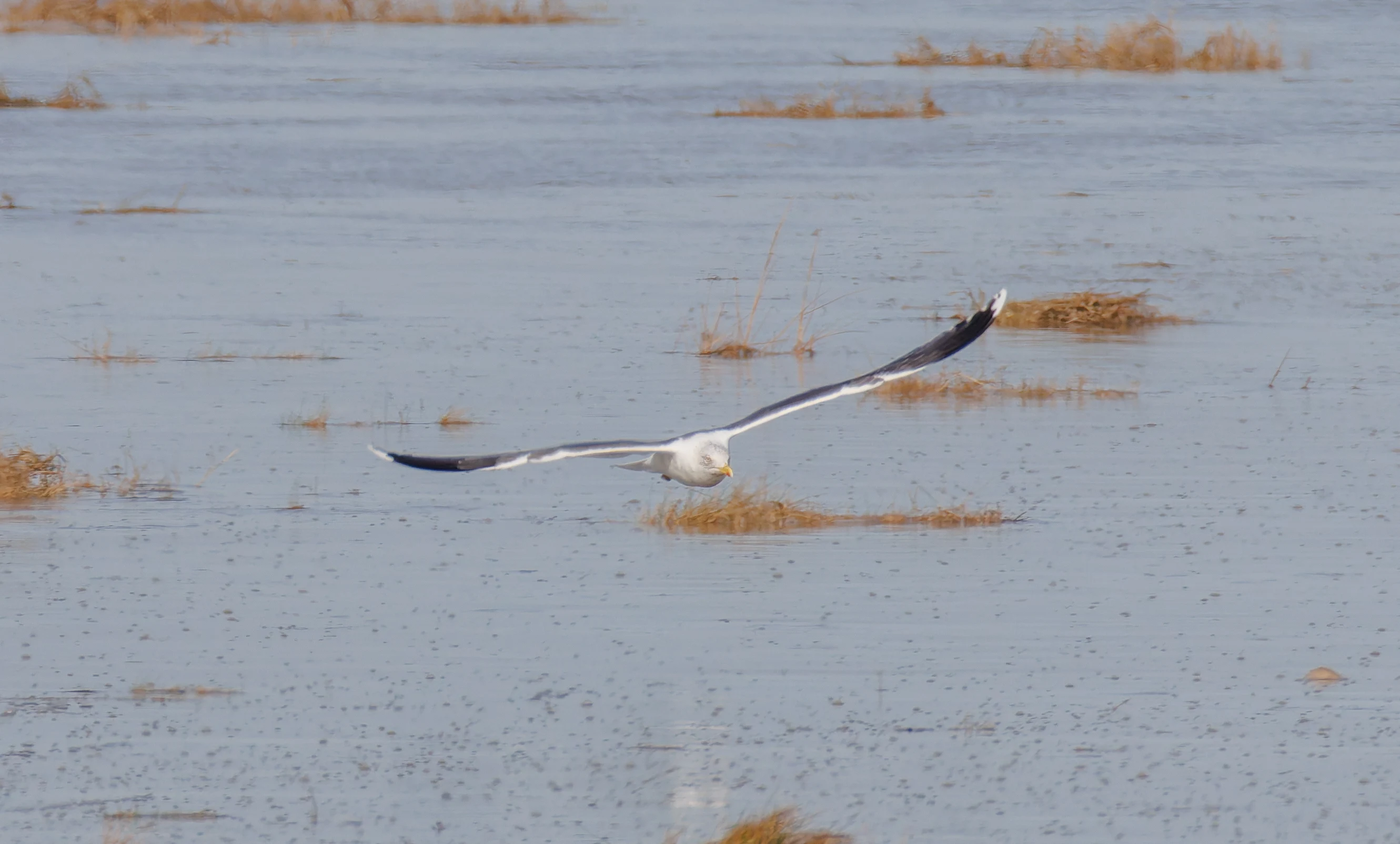 Great black-backed gull, Backsands Lane, Preston, UK — photo by Orlando Prugel-Bennett