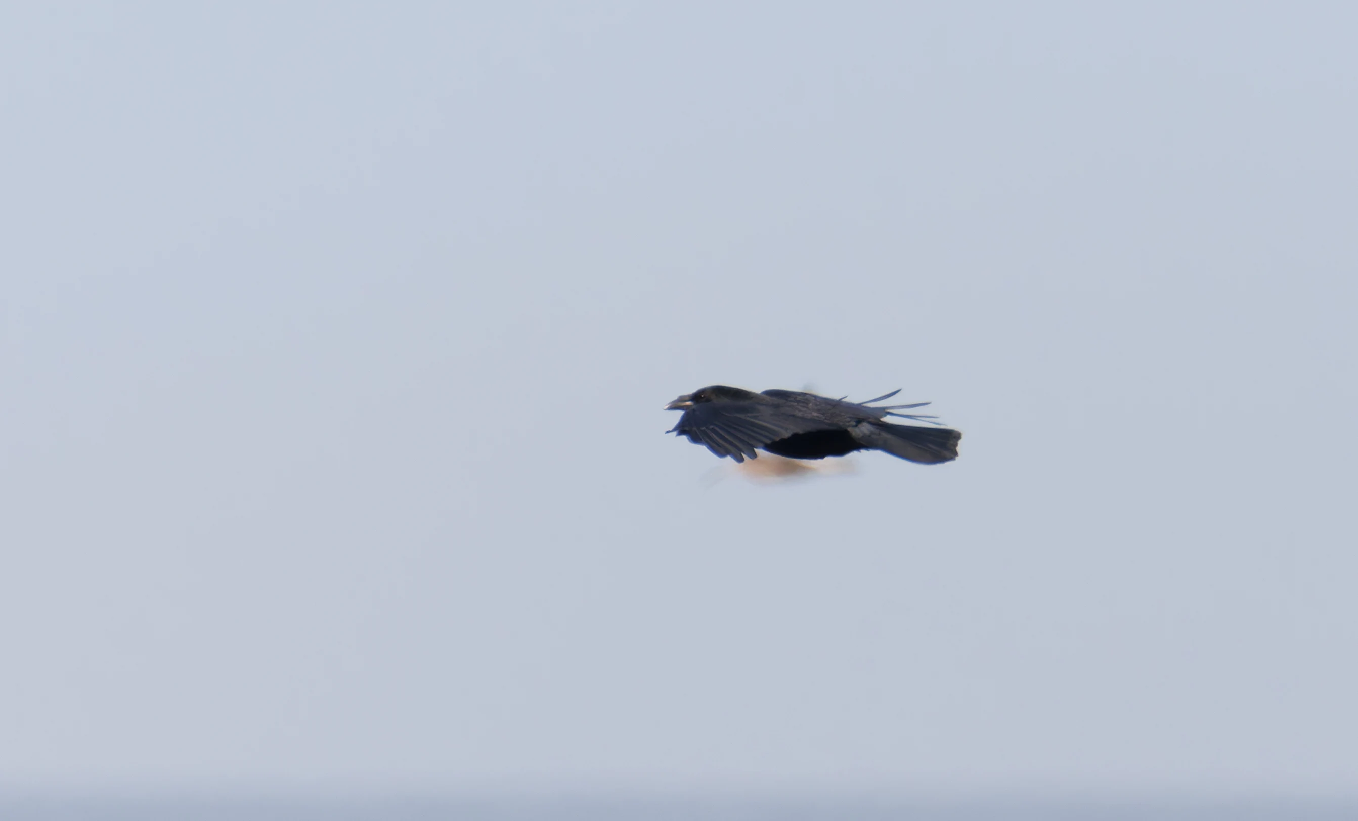 Carrion Crow, Backsands Lane, Preston, UK — photo by Orlando Prugel-Bennett