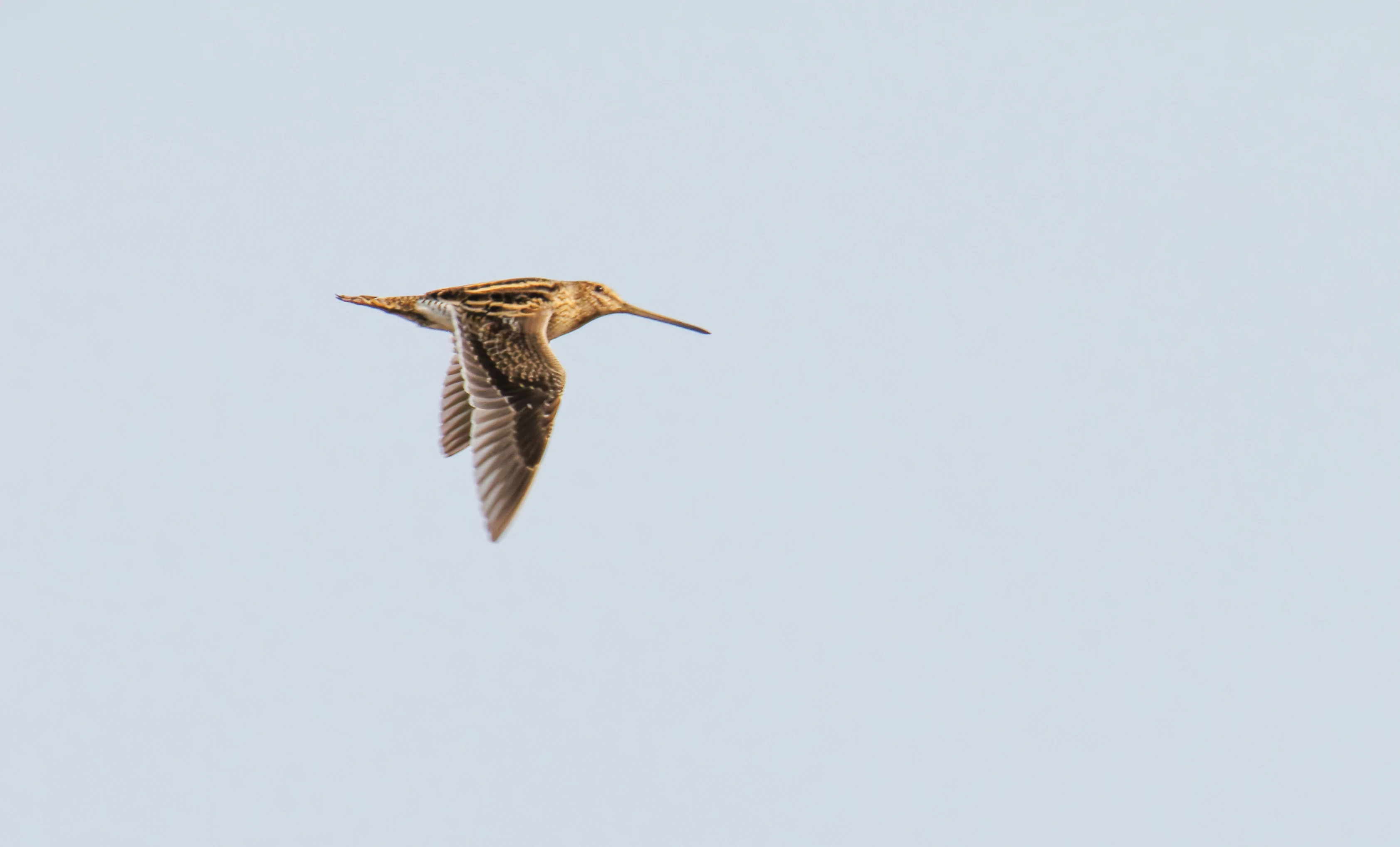 Snipe, Backsands Lane, Preston, UK — photo by Orlando Prugel-Bennett