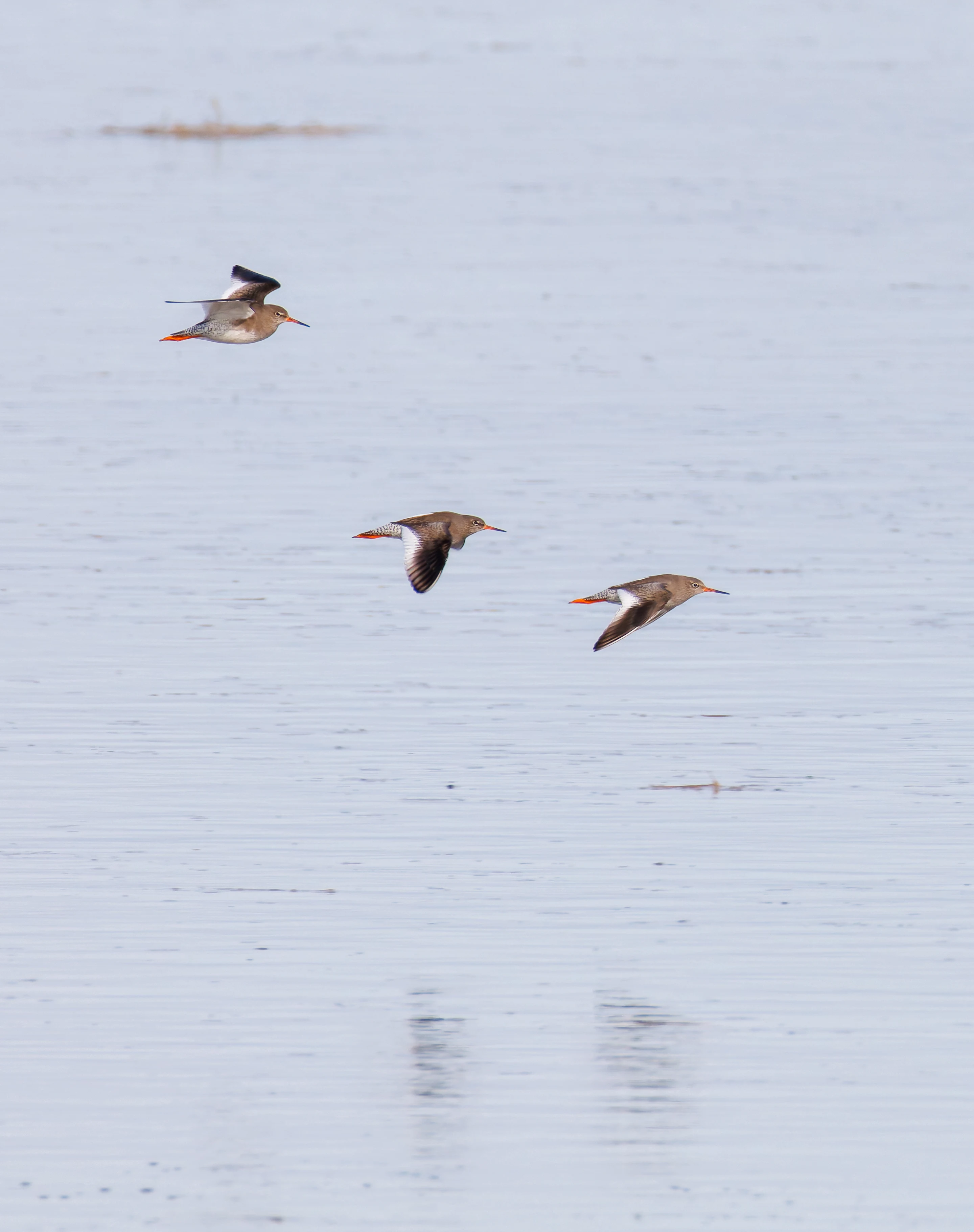 Common Redshank, Backsands Lane, Preston, UK — photo by Orlando Prugel-Bennett