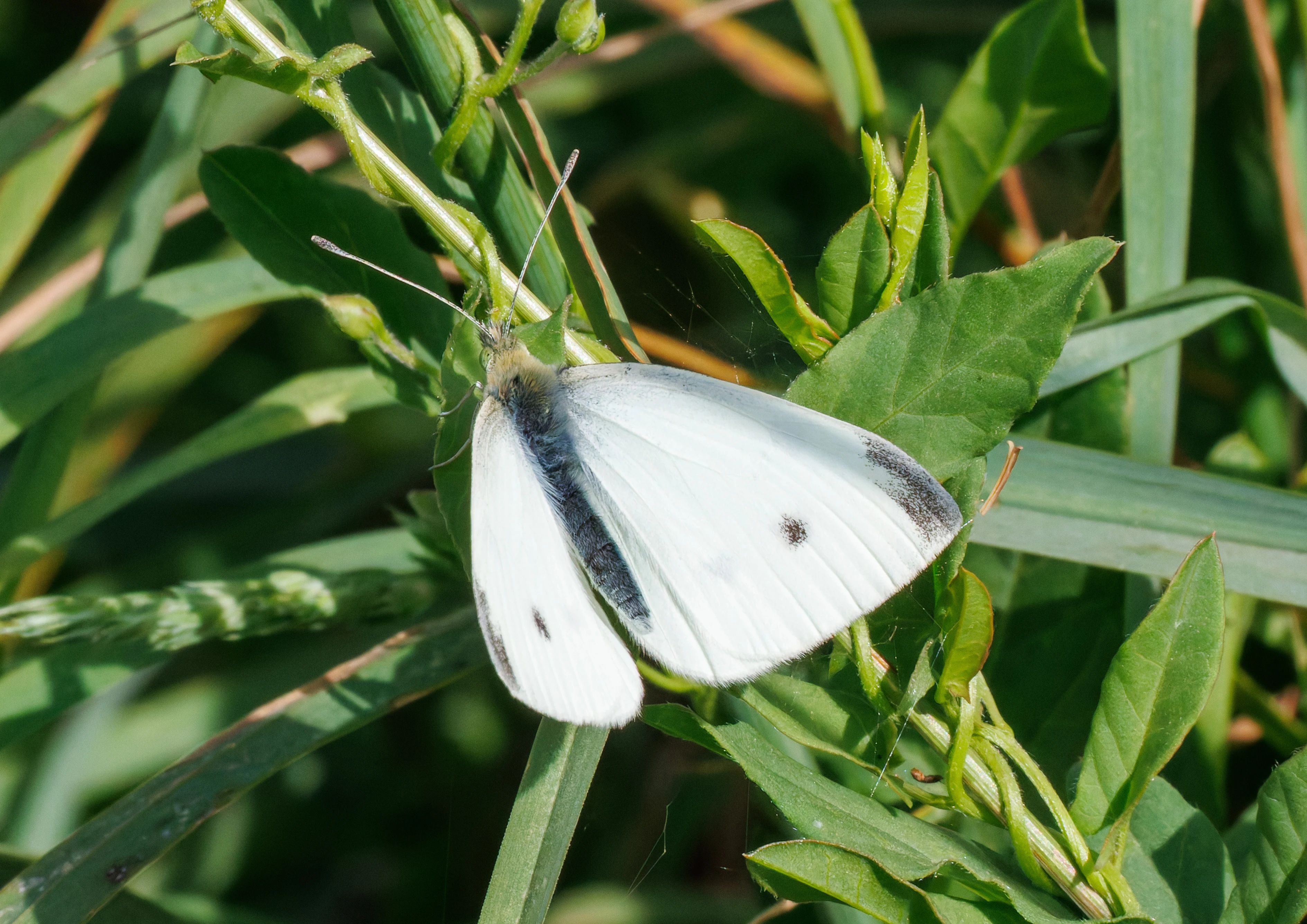 Small White butterfly, Martin Down, Hampshire, UK — photo by Orlando Prugel-Bennett