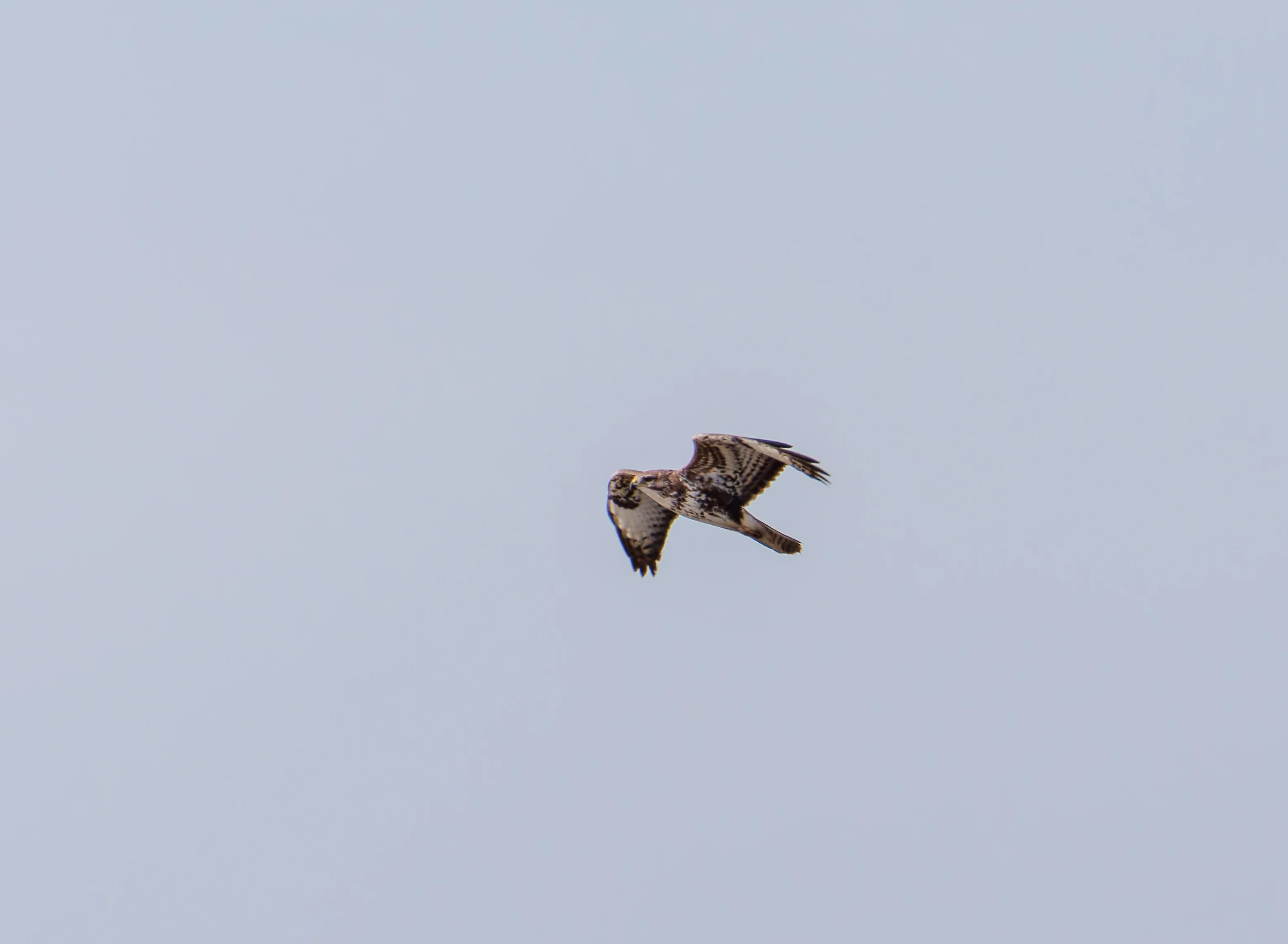 Common Buzzard, Backsands Lane, Preston, UK — photo by Orlando Prugel-Bennett