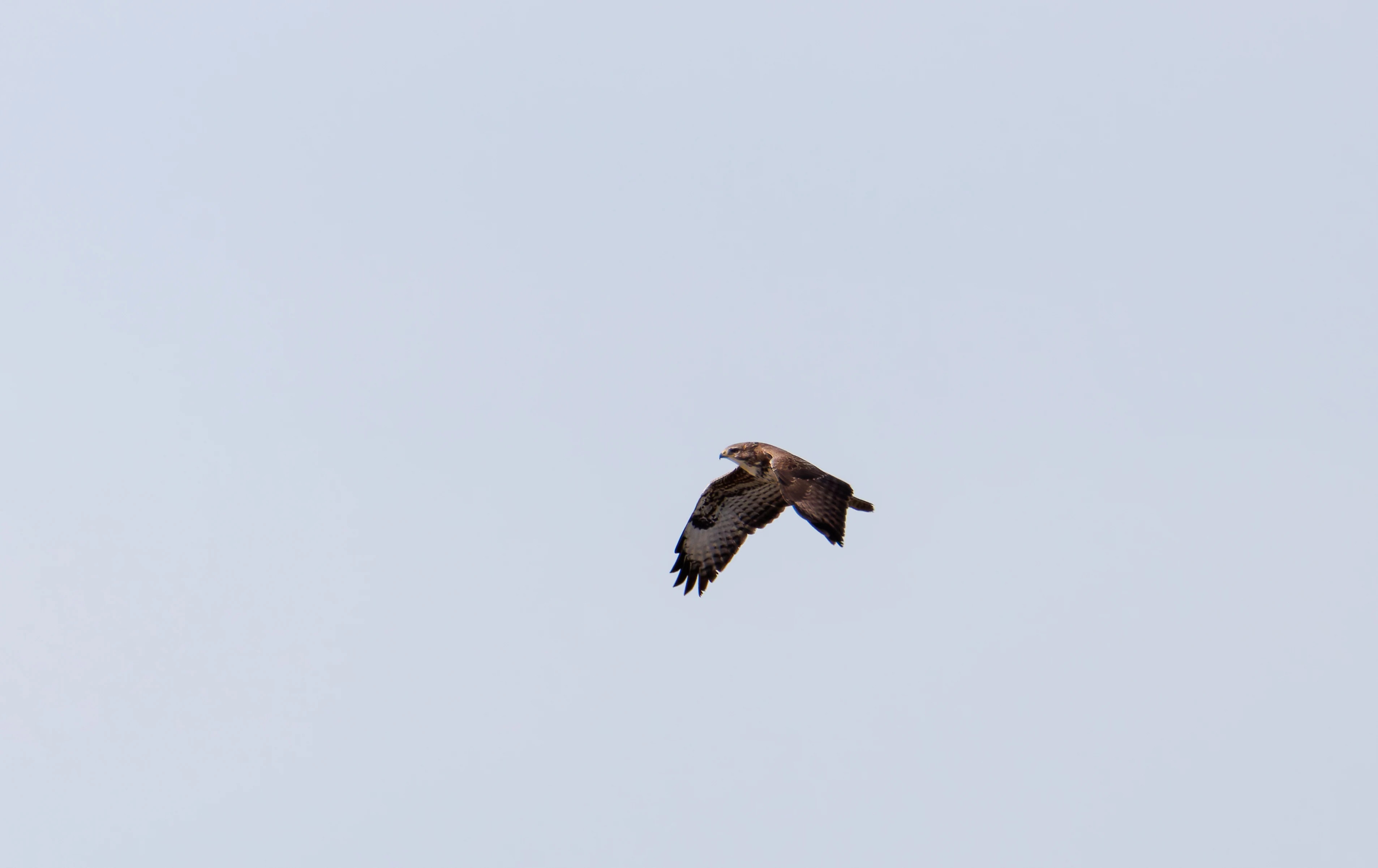 Common Buzzard, Backsands Lane, Preston, UK — photo by Orlando Prugel-Bennett