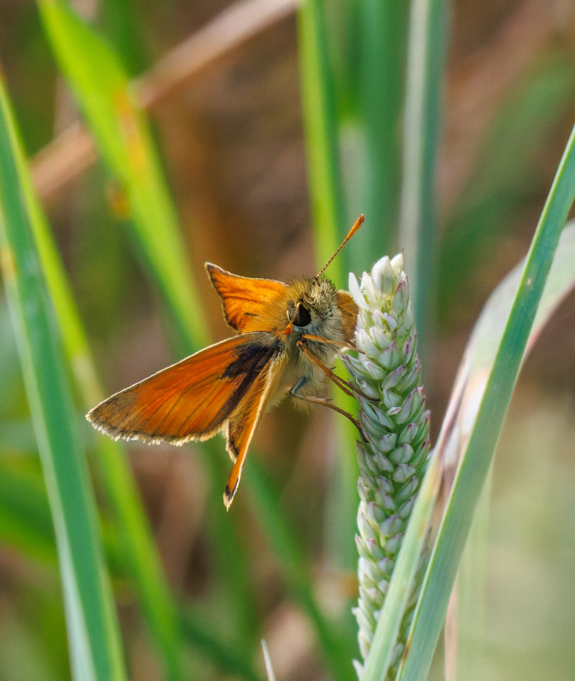 Small Skipper butterfly, Martin Down, Hampshire, UK — photo by Orlando Prugel-Bennett
