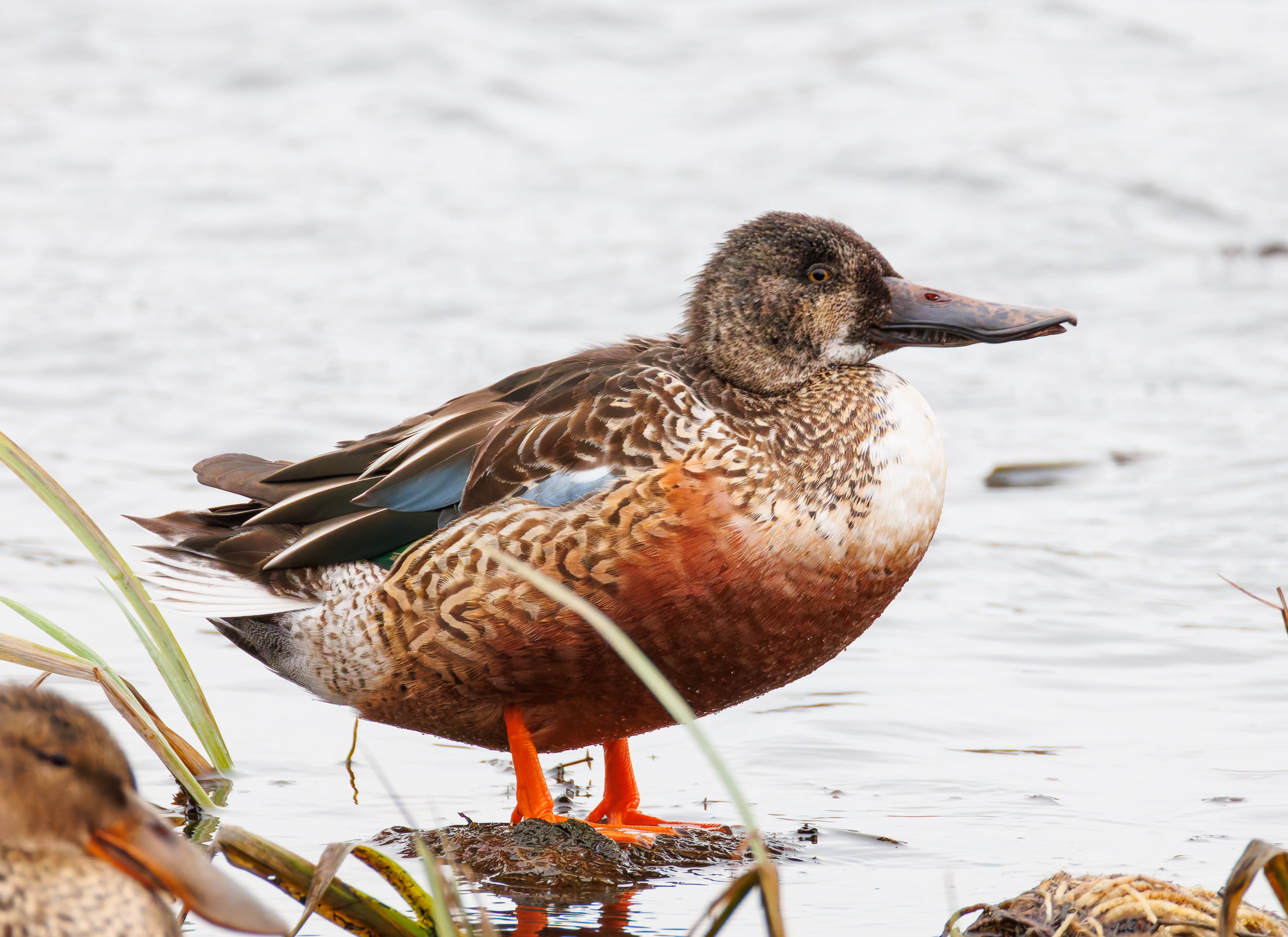 Shoveler, Leighton Moss, UK — photo by Orlando Prugel-Bennett