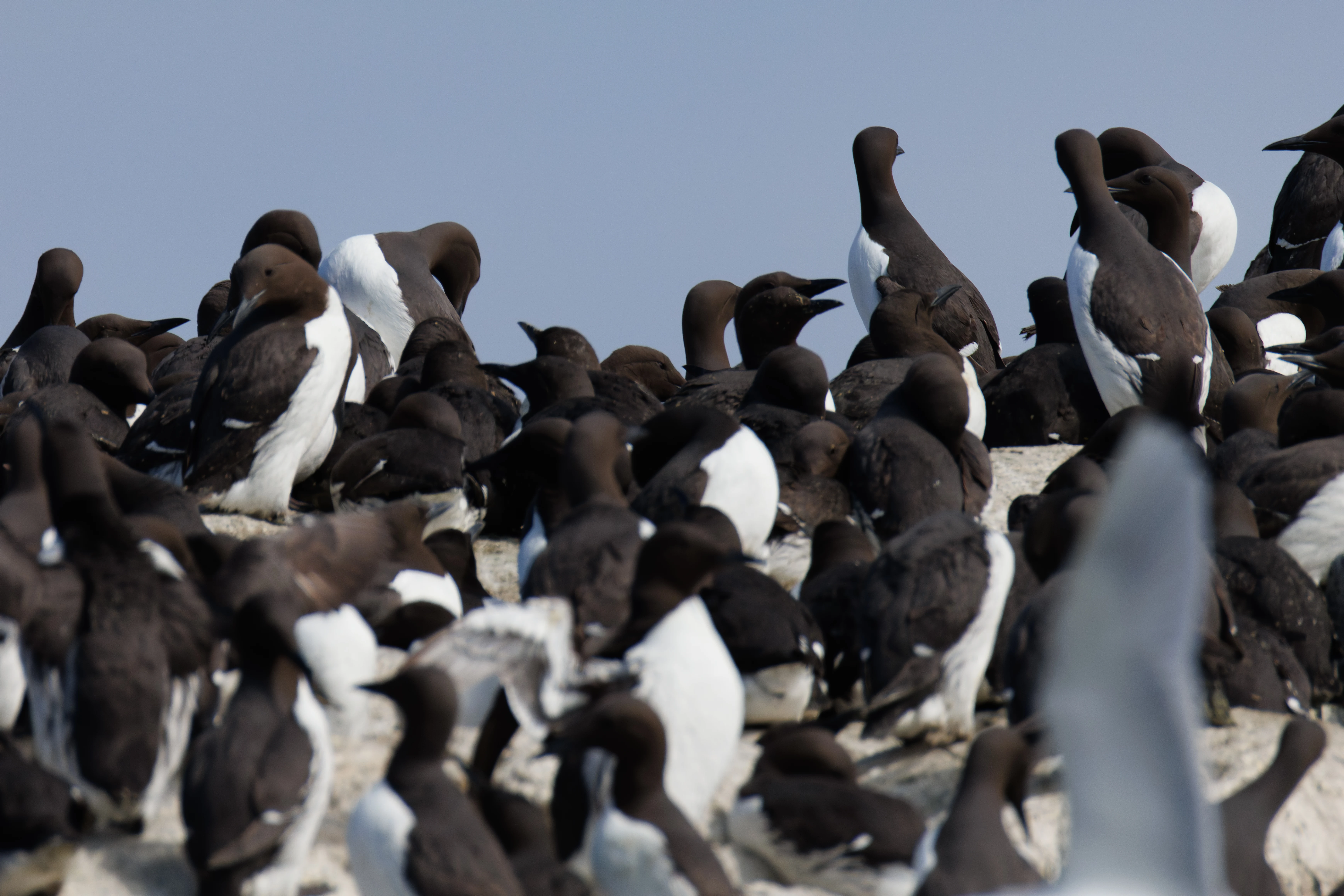 Guillemots, Farne Islands, Seahouses, Northumberland, UK — photo by Orlando Prugel-Bennett