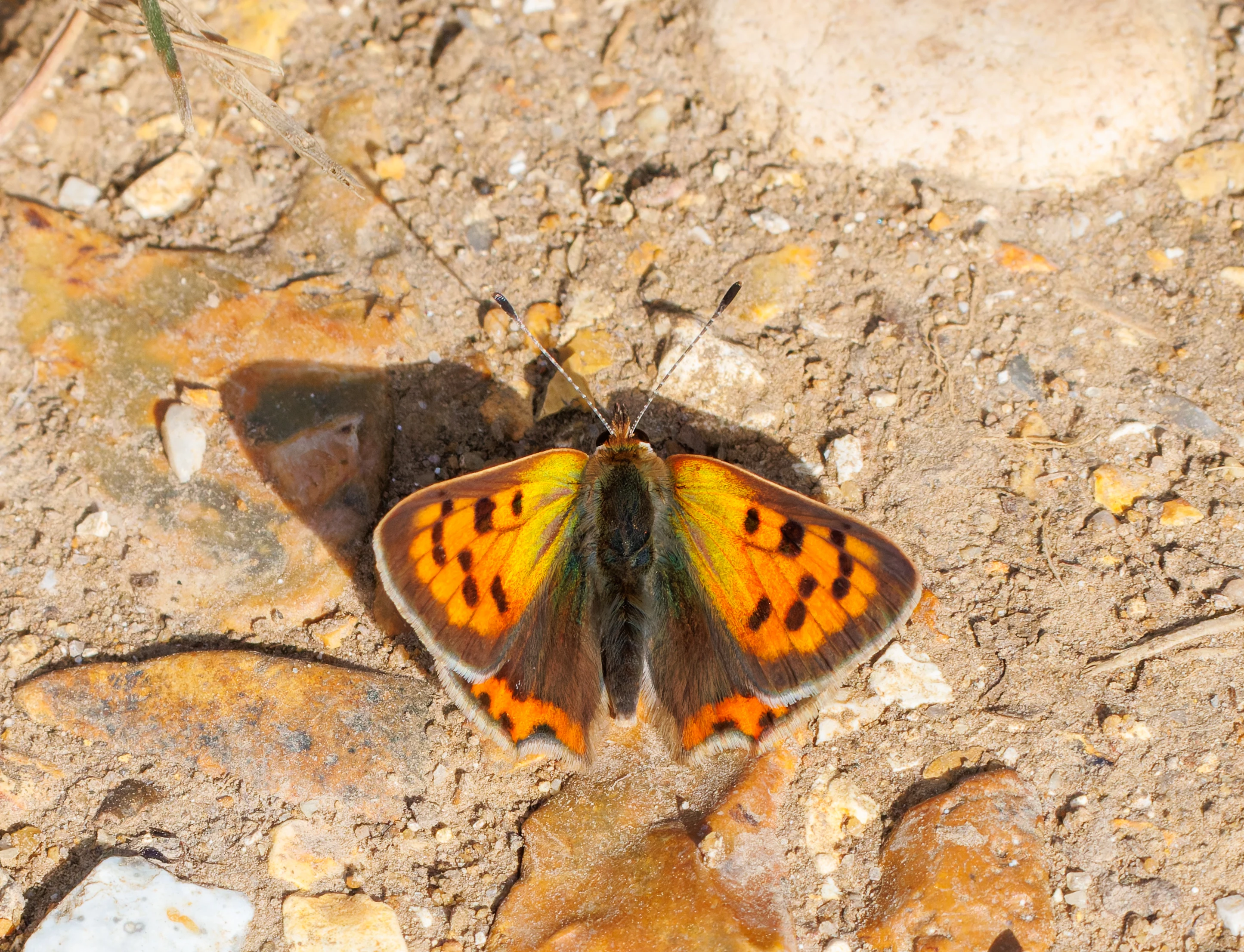 Small Copper butterfly, Martin Down, Hampshire, UK — photo by Orlando Prugel-Bennett