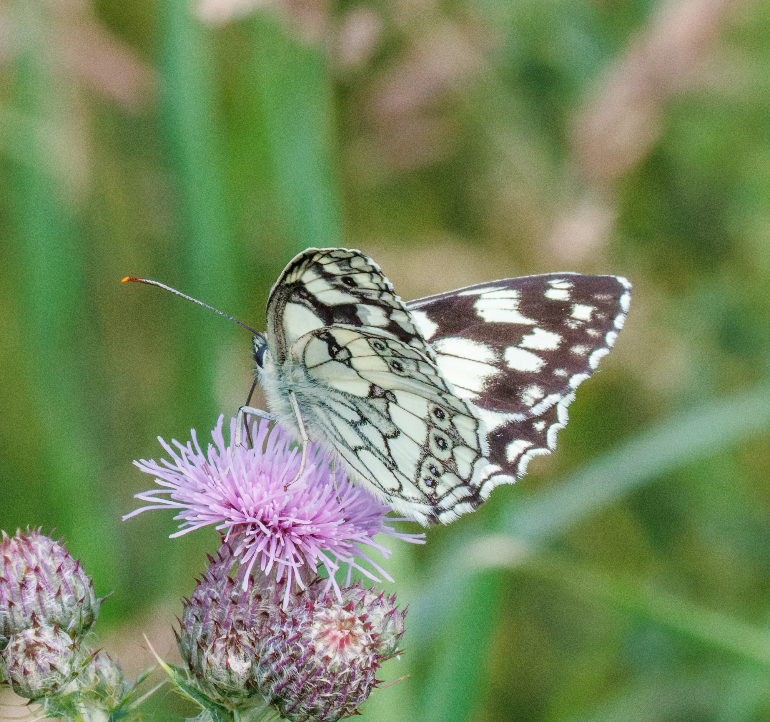Marbled White Butterfly on Thistle, Martin Down, Hampshire, UK — photo by Orlando Prugel-Bennett